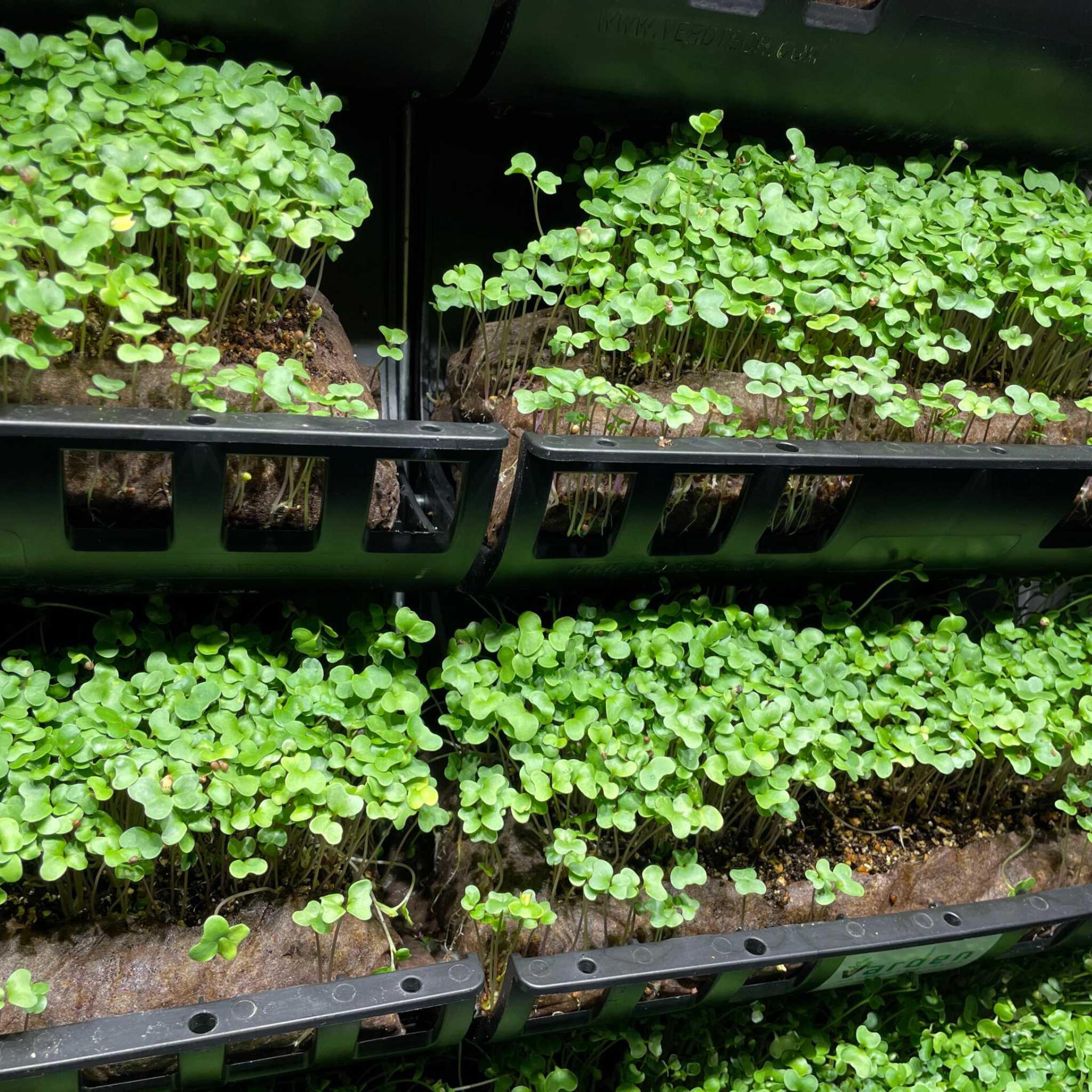 Filled Ellepot Pouches for Vertical Gardens - Image 6