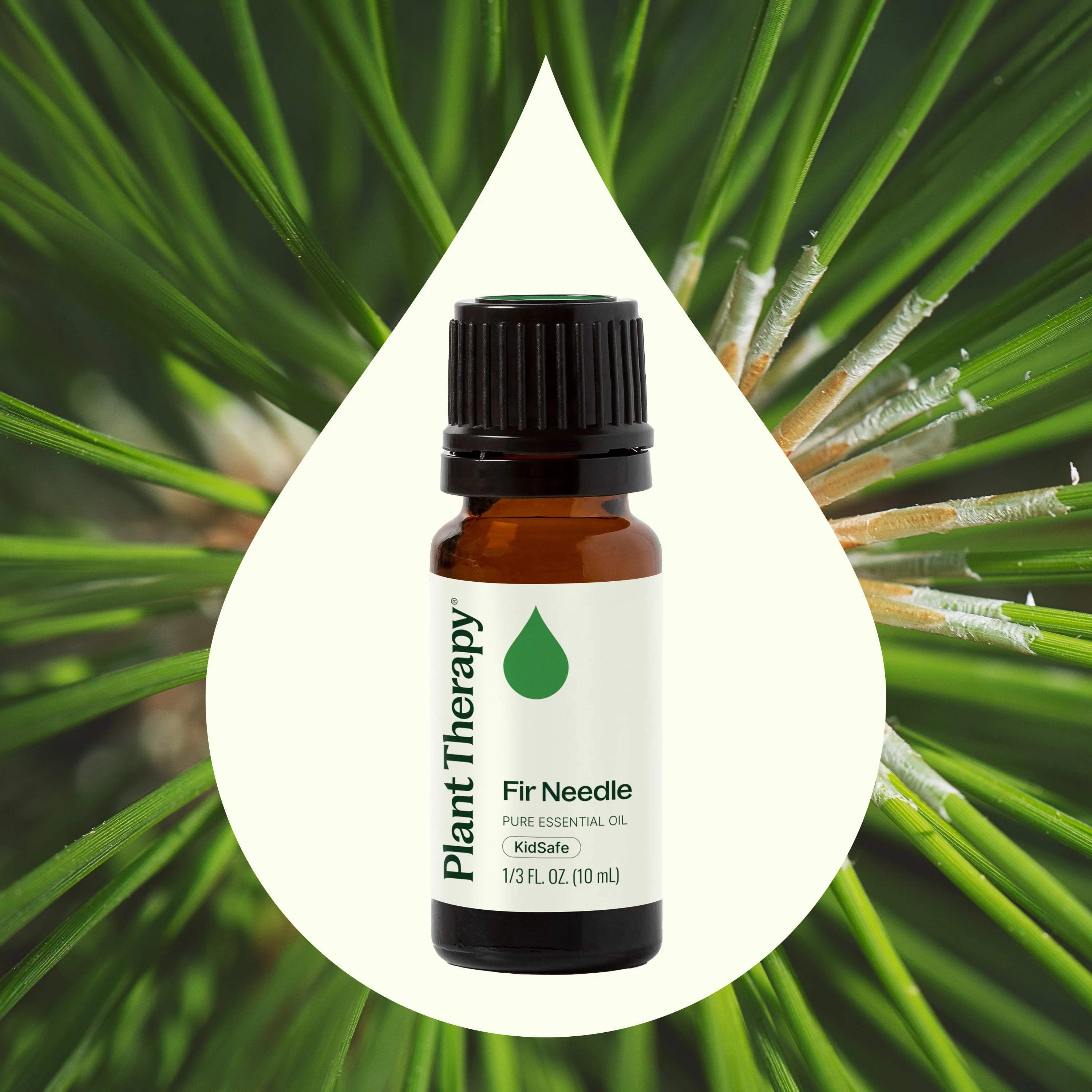 Fir Needle Essential Oil - Image 3