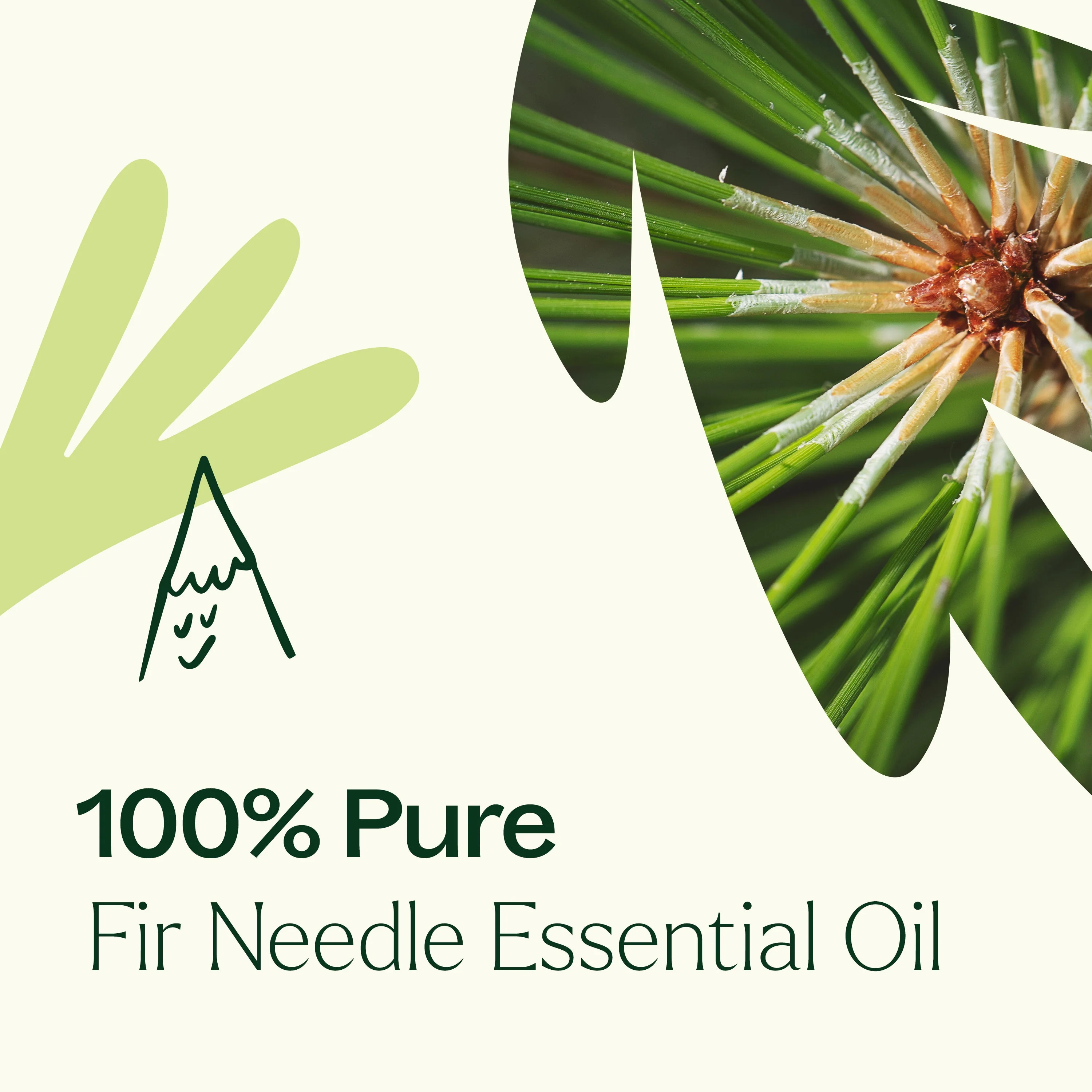 Fir Needle Essential Oil - Image 7