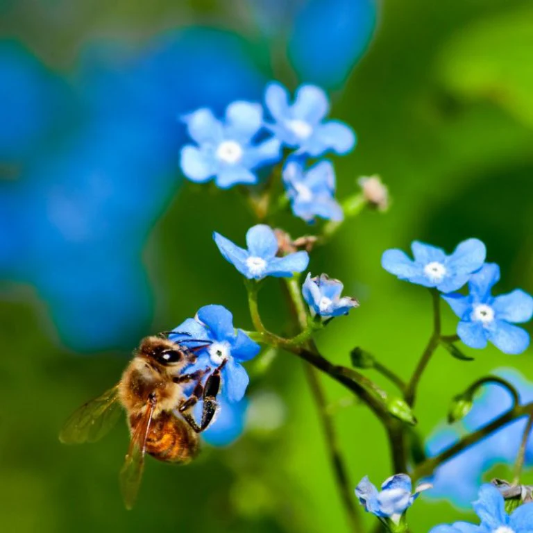 Formic Pro Varroa Mite Treatment - Image 9