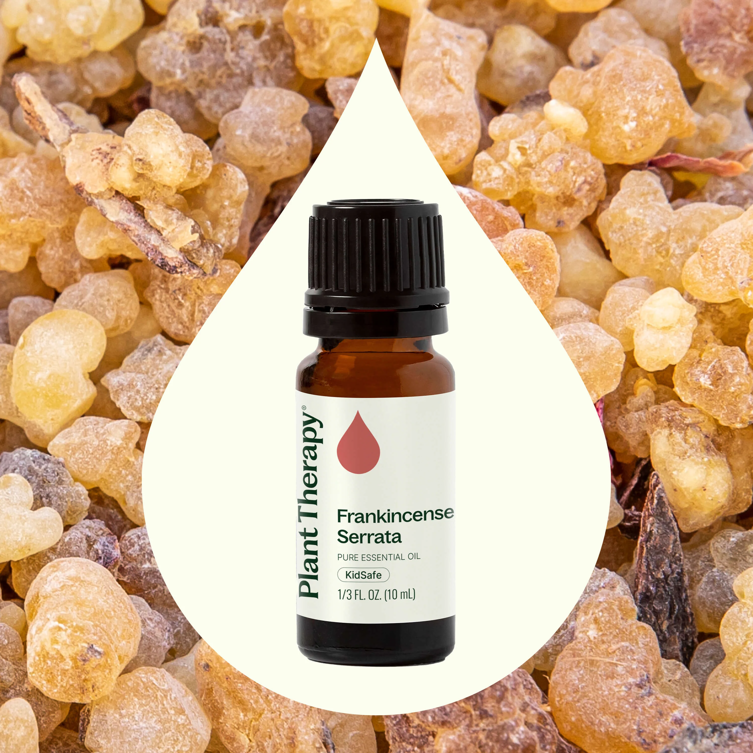Frankincense Serrata Essential Oil - Image 2