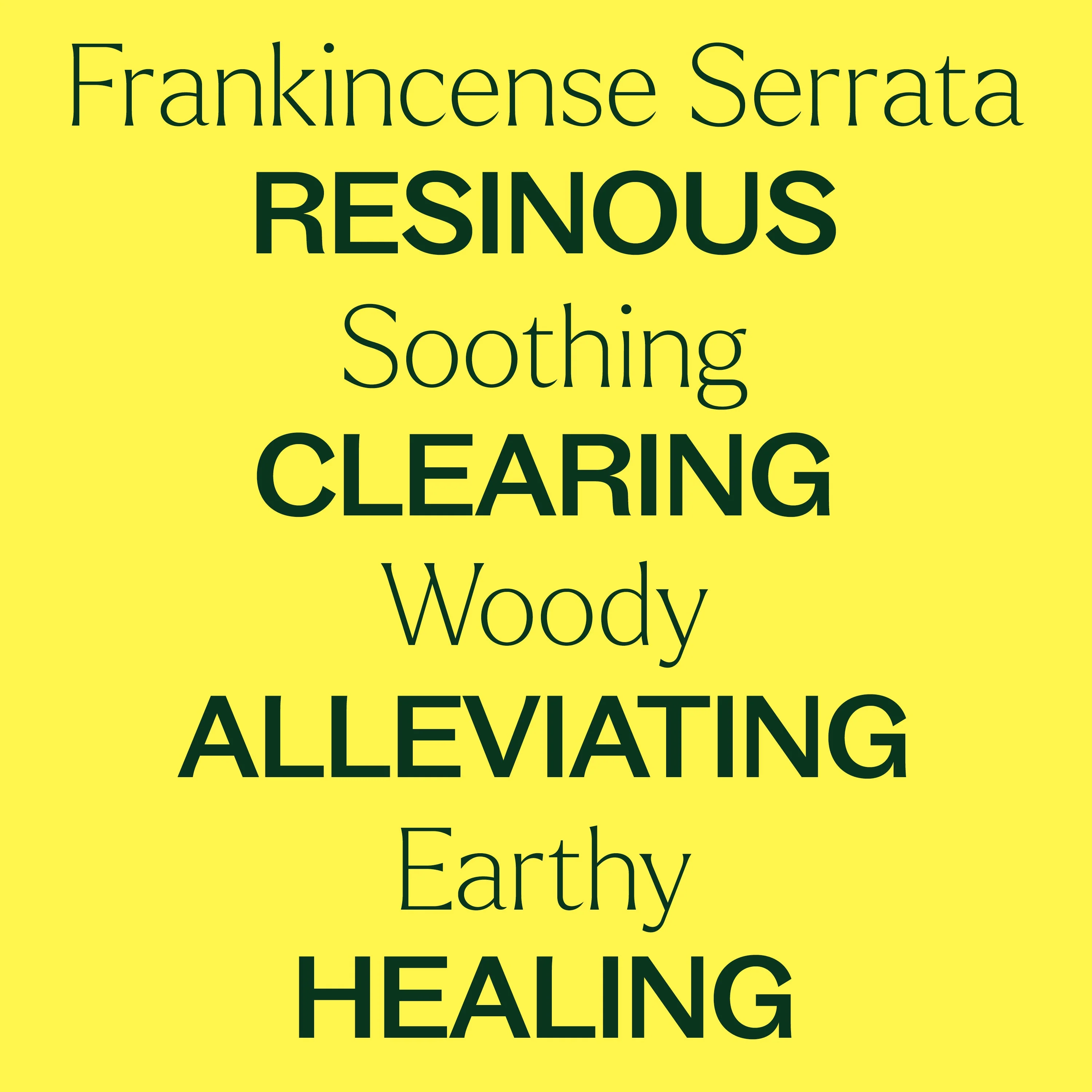 Frankincense Serrata Essential Oil - Image 3