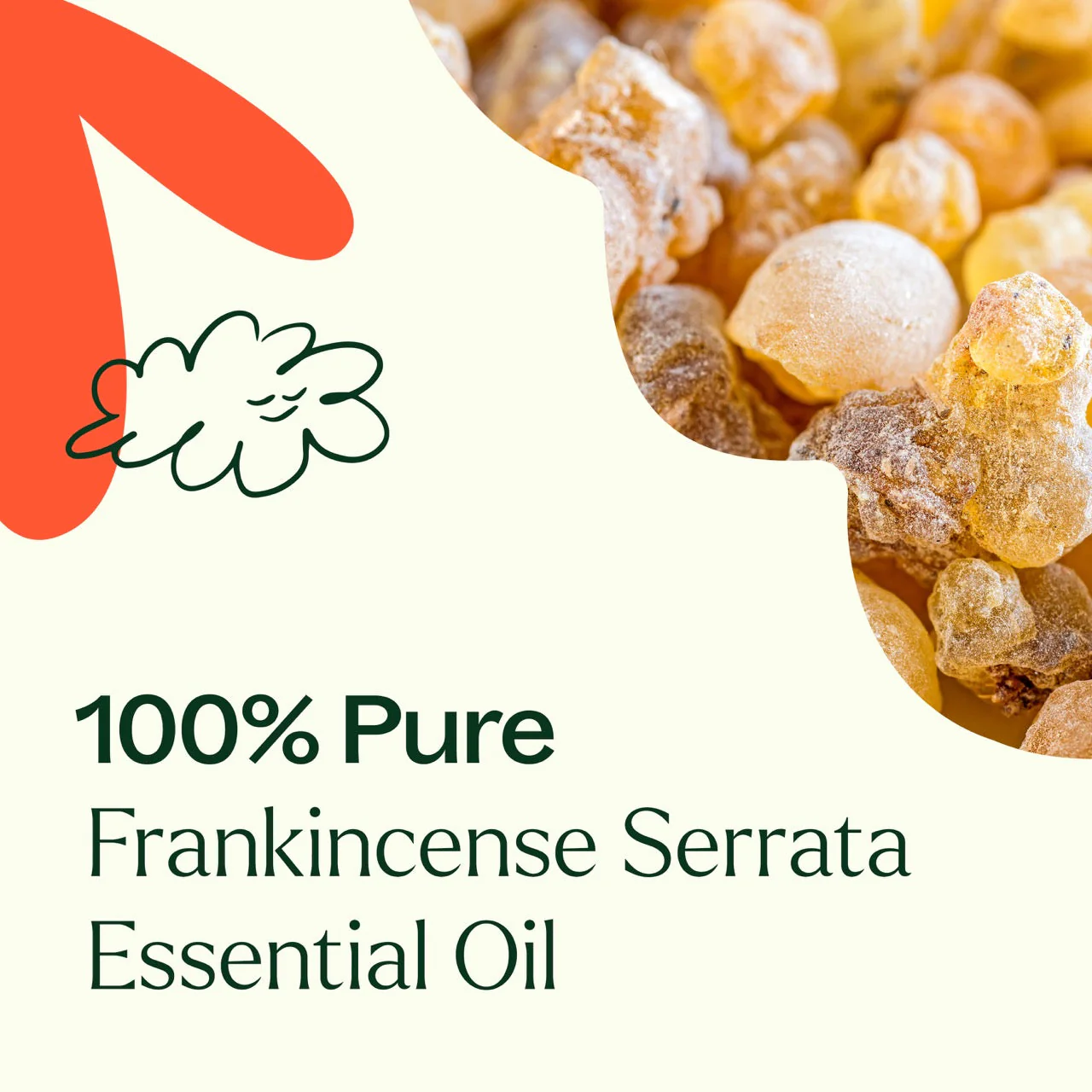 Frankincense Serrata Essential Oil - Image 5