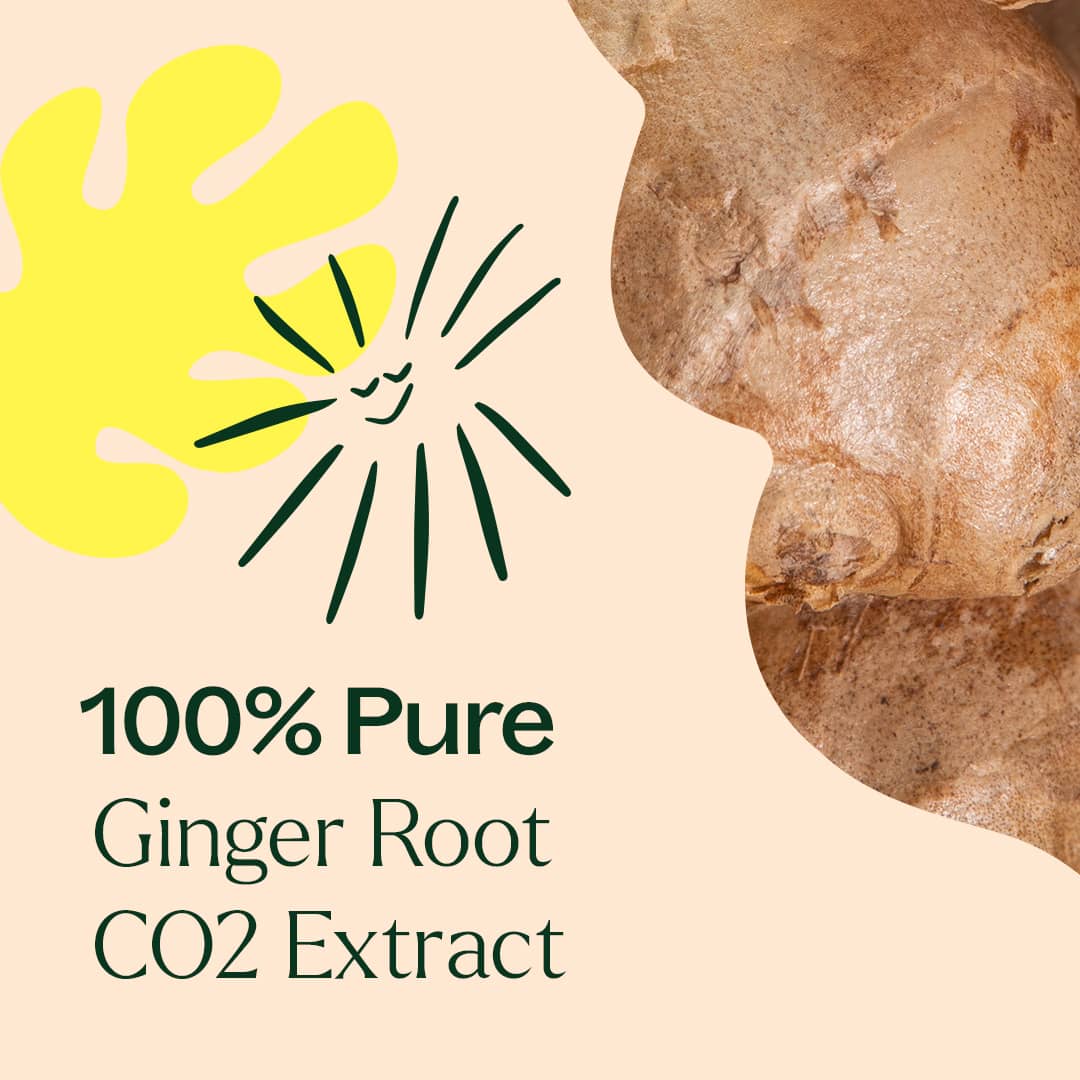 Ginger Root CO2 Extract - Image 5