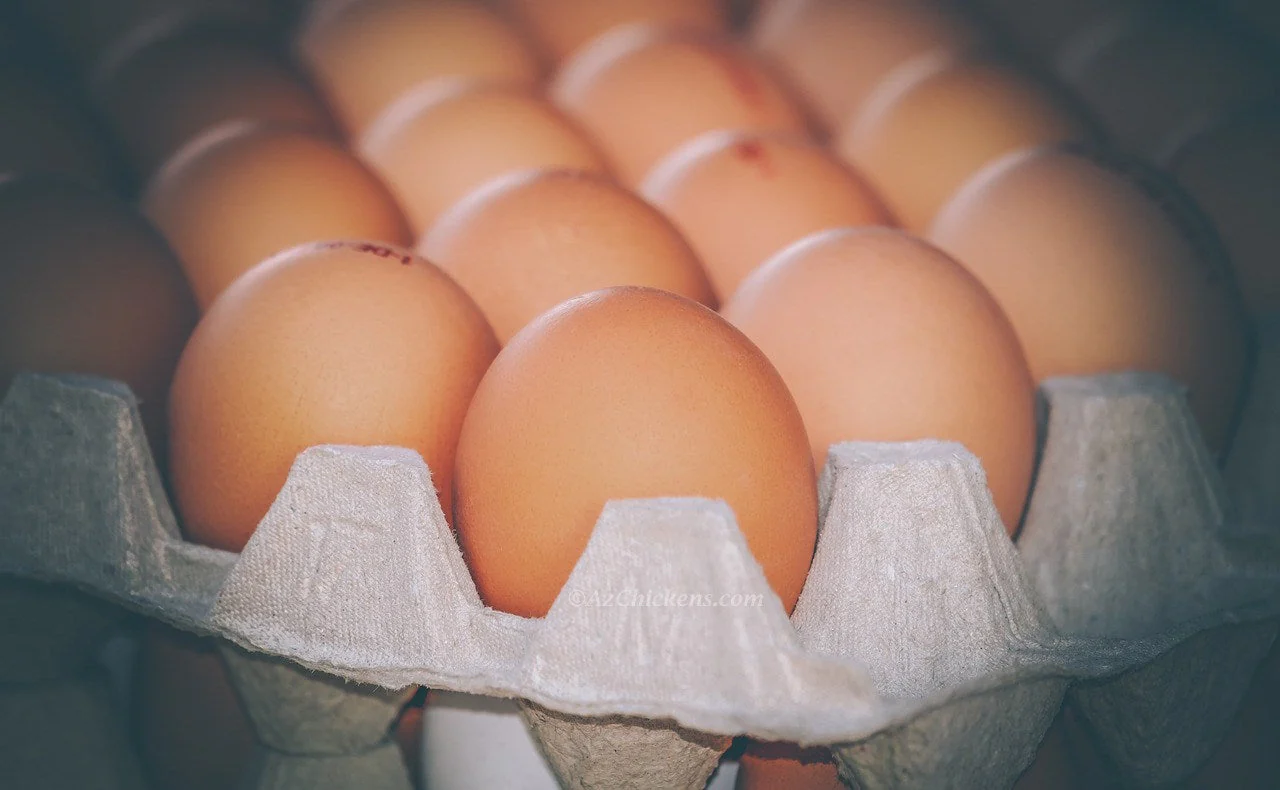 Golden Comet (ISA Brown / Red Sex-Link) Chicks – Buy 10 + 5 Bonus Free (15 All-Female, Shipping Included) - Image 3