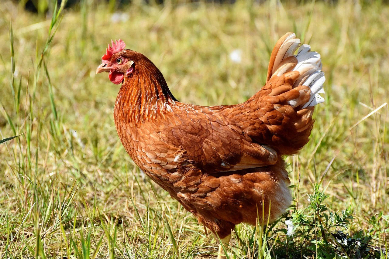 Golden Comet (ISA Brown / Red Sex-Link) Chicks – Buy 10 + 5 Bonus Free (15 All-Female, Shipping Included) - Image 4
