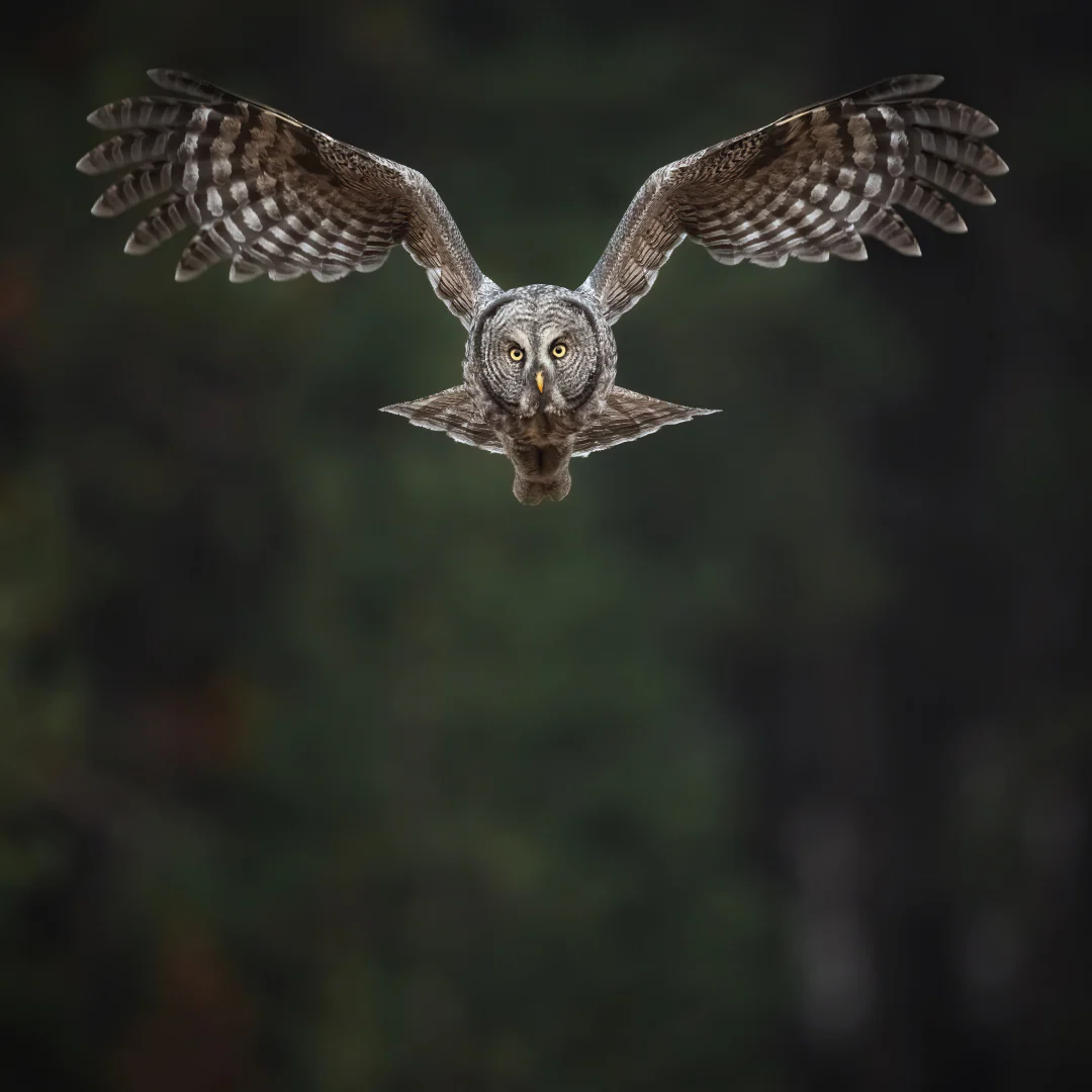 Great Grey Flight Owl Hat - Image 2
