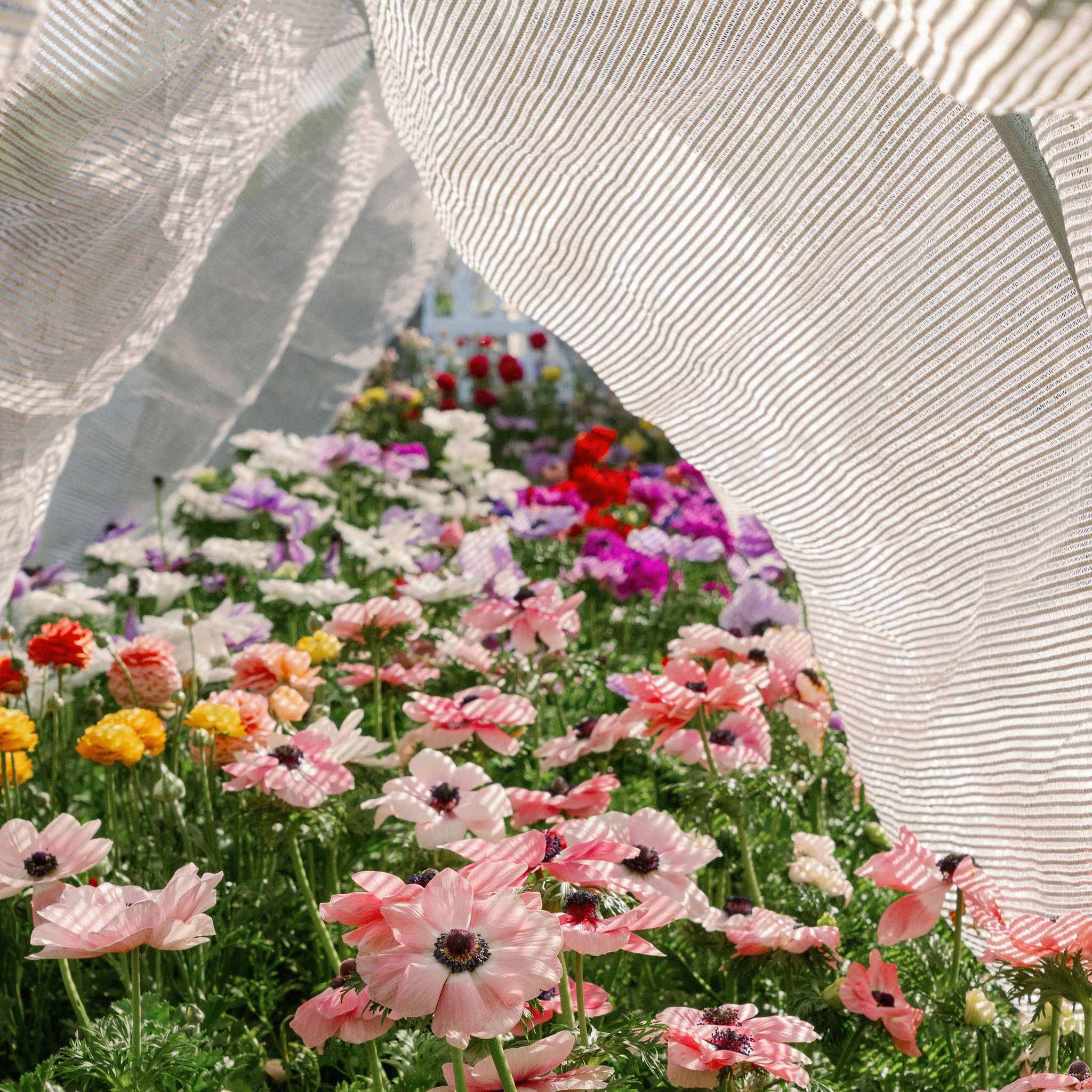Greenhouse Aluminum White Shade Cloth- 50% - Image 2