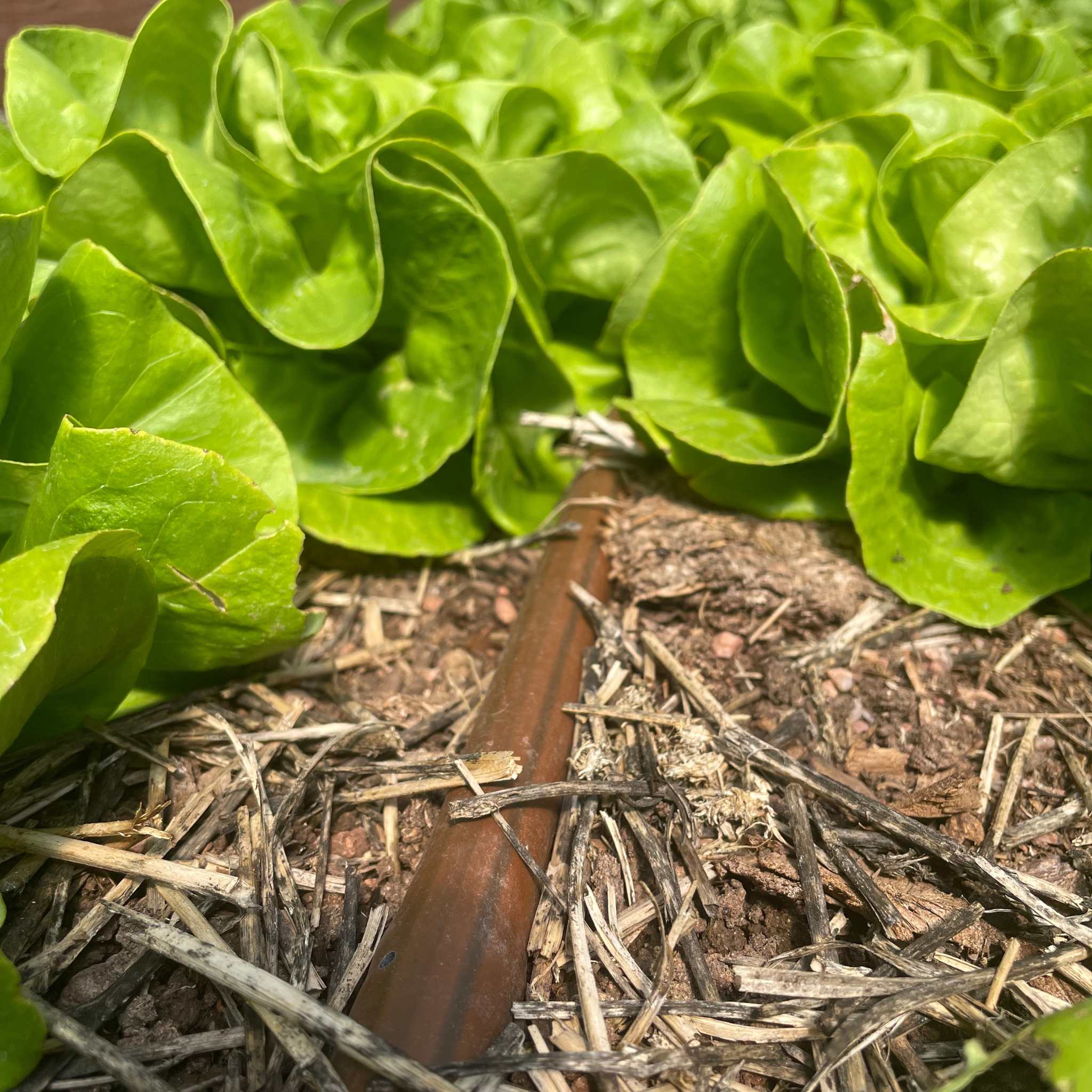 Greenhouse Drip Irrigation Kit - Image 8