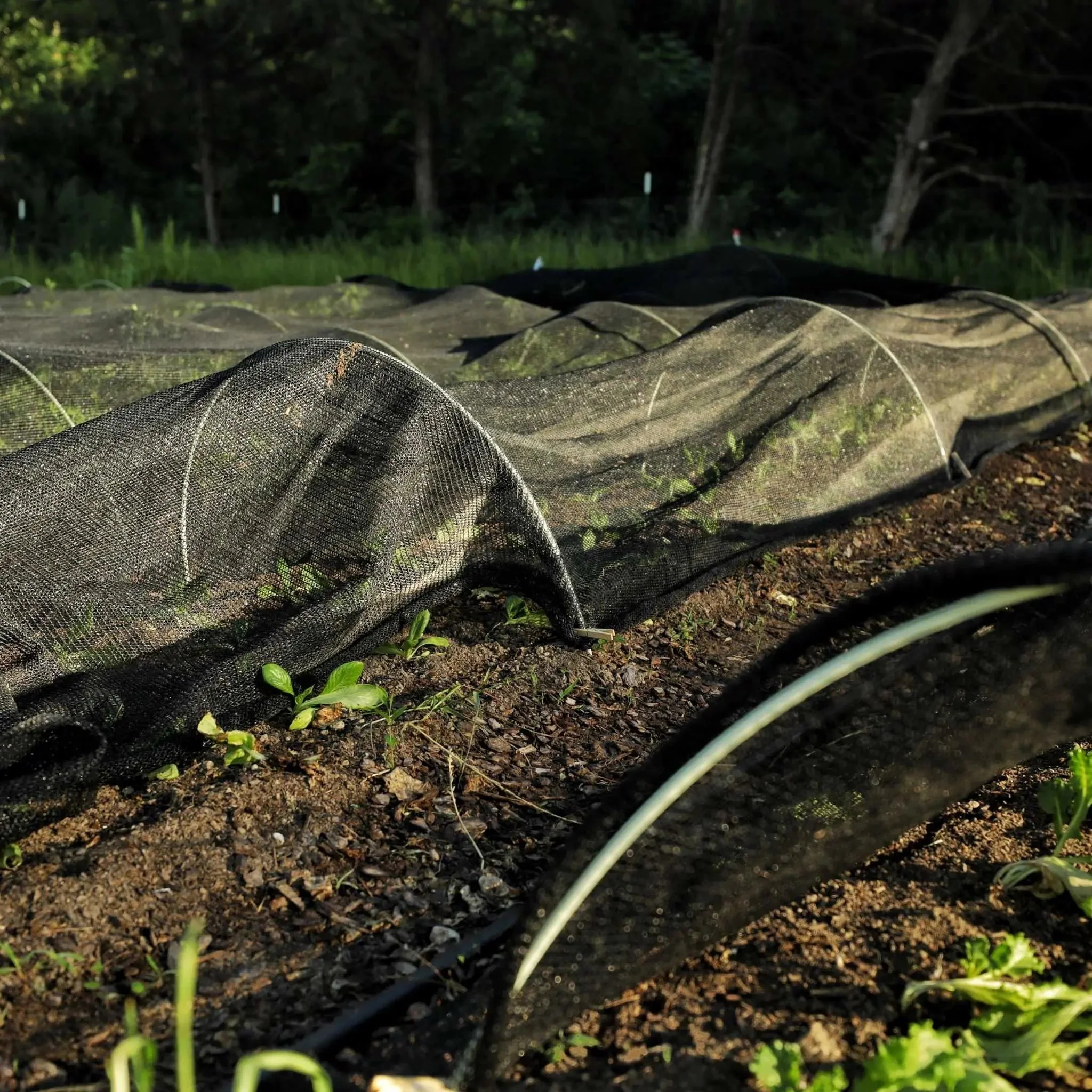 Greenhouse Shade Cloth - 30% Black - Image 2