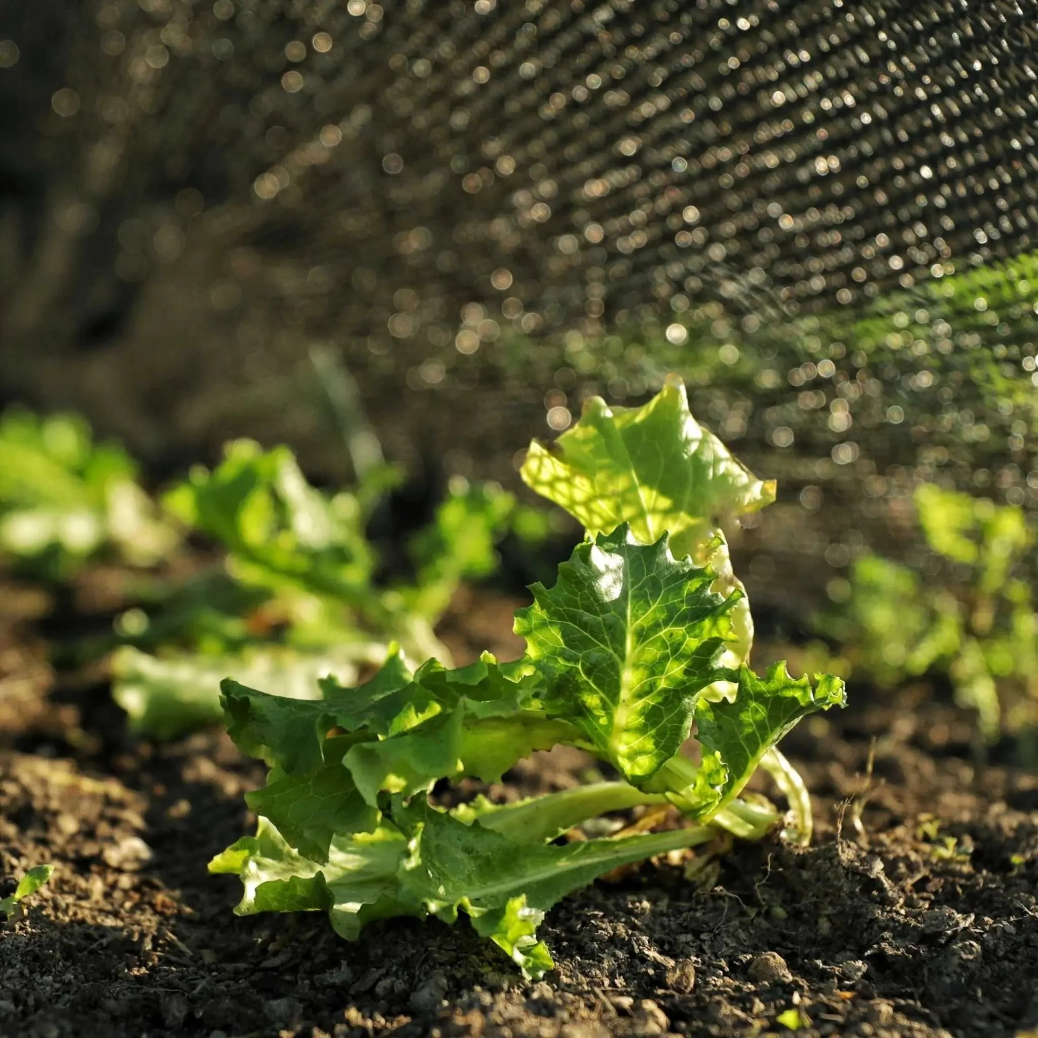 Greenhouse Shade Cloth - 50% Black - Image 2