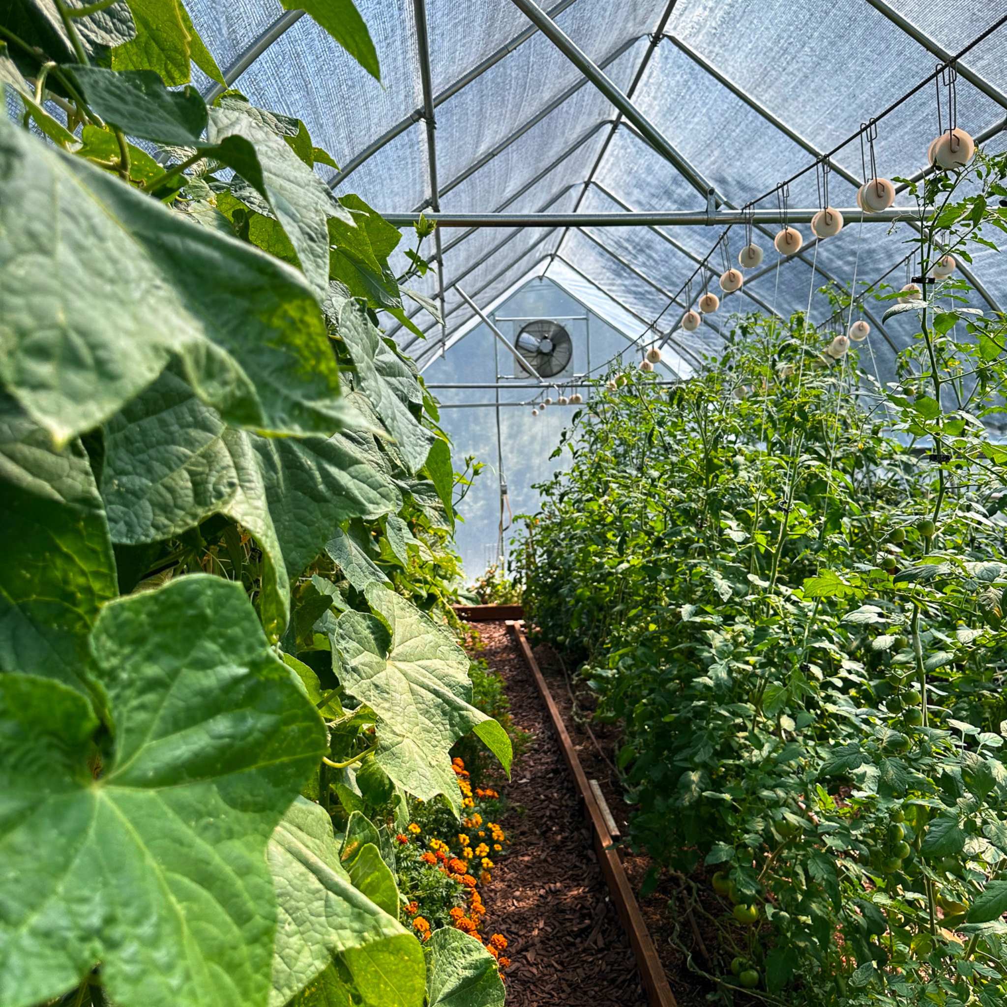 Greenhouse Shutter Mount Exhaust Fans - Image 2
