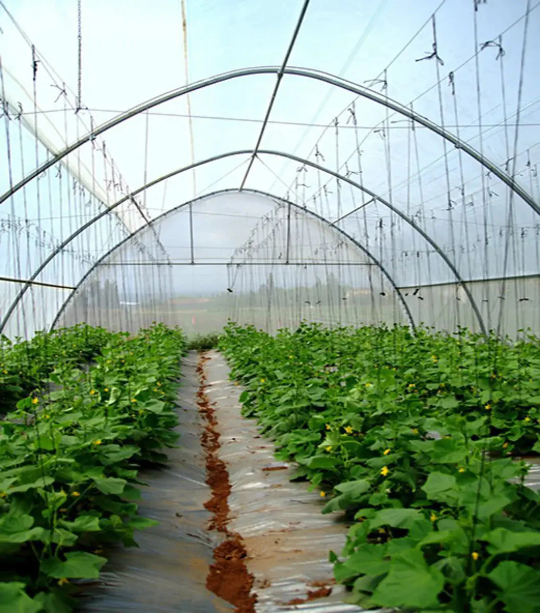 Greenhouse Woven Plastic 11 mil- Solarig 182 - Image 8