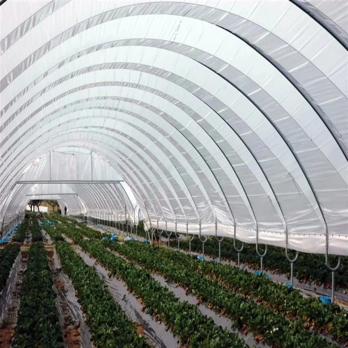 Greenhouse Woven Plastic 8 mil- Solarig 156 - Image 6