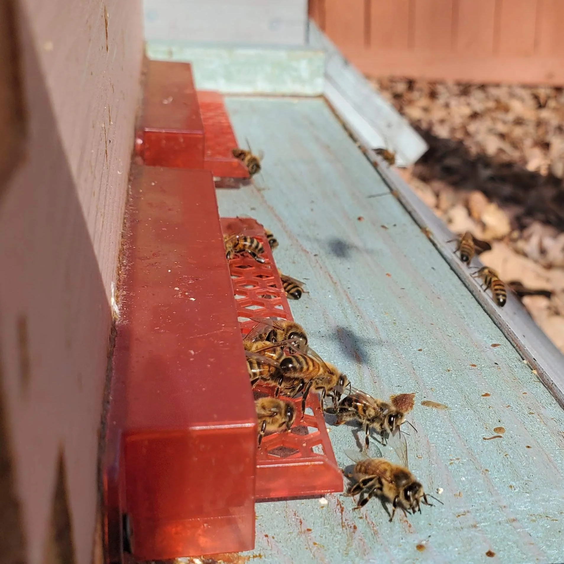 Guardian Bee Hive Entrance - Image 2
