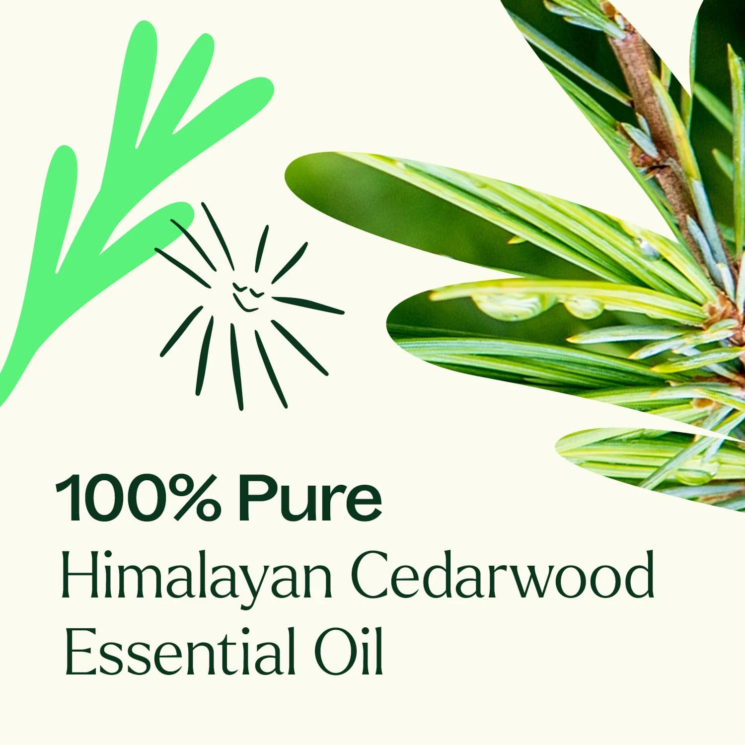Himalayan Cedarwood Essential Oil - Image 4
