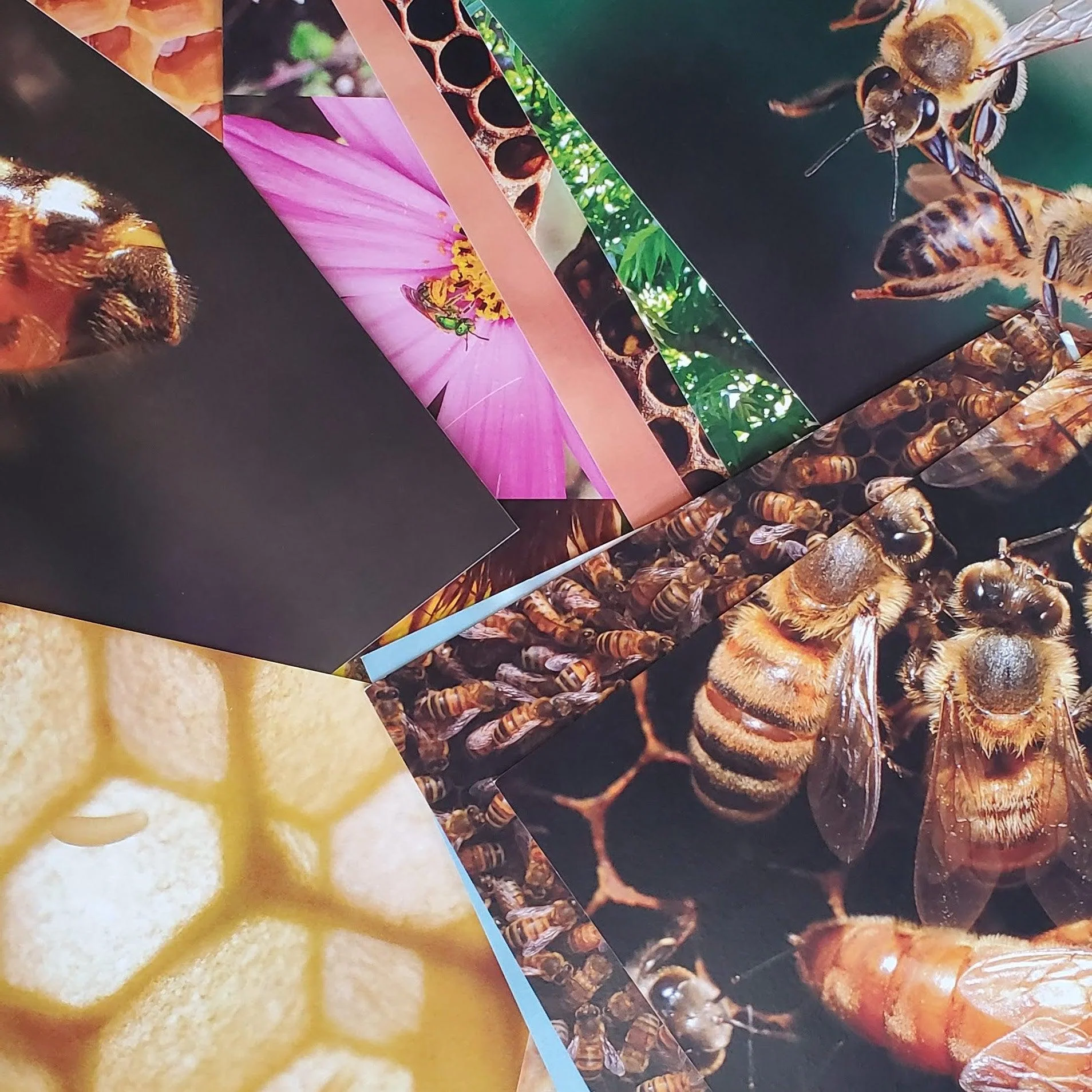 Interactive Bee Class - Image 2