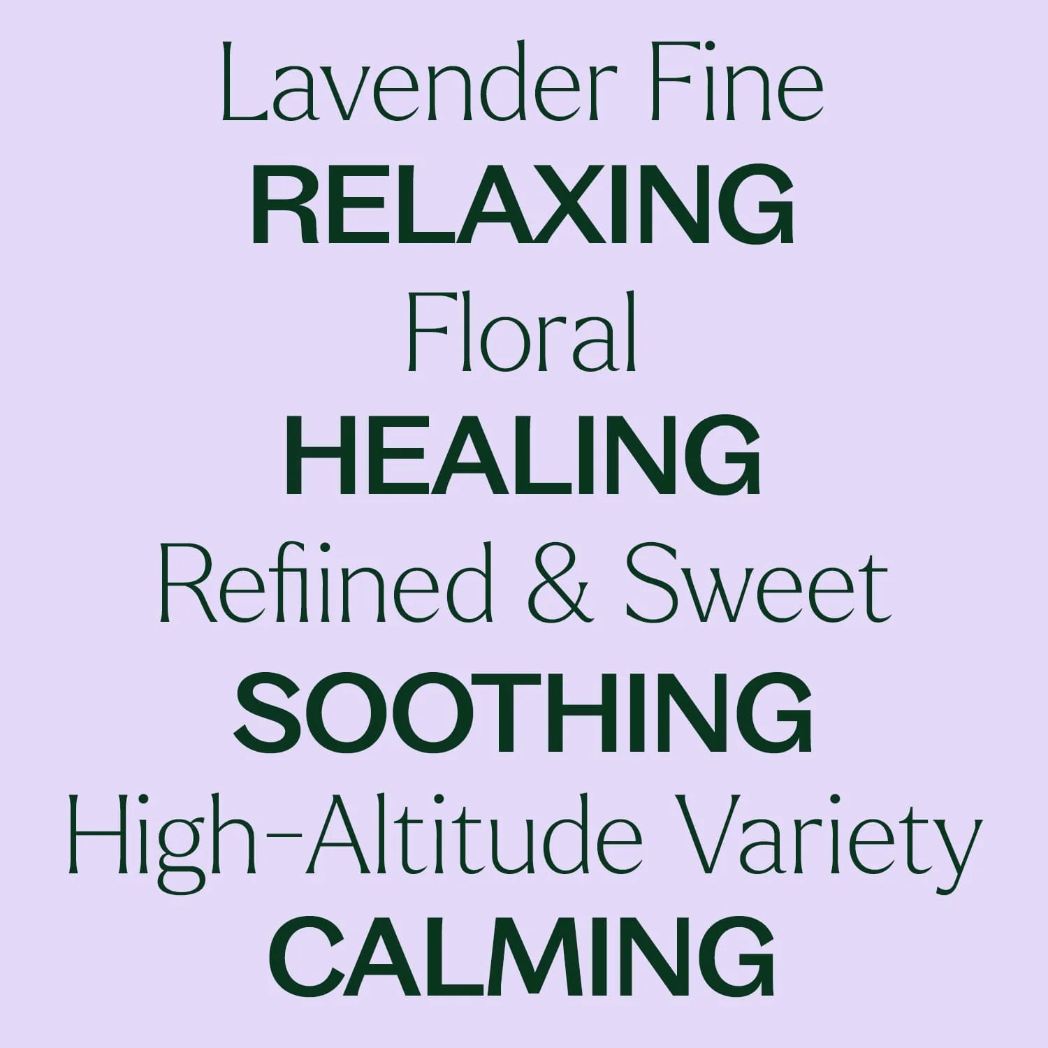 Lavender Fine Essential Oil - Image 4