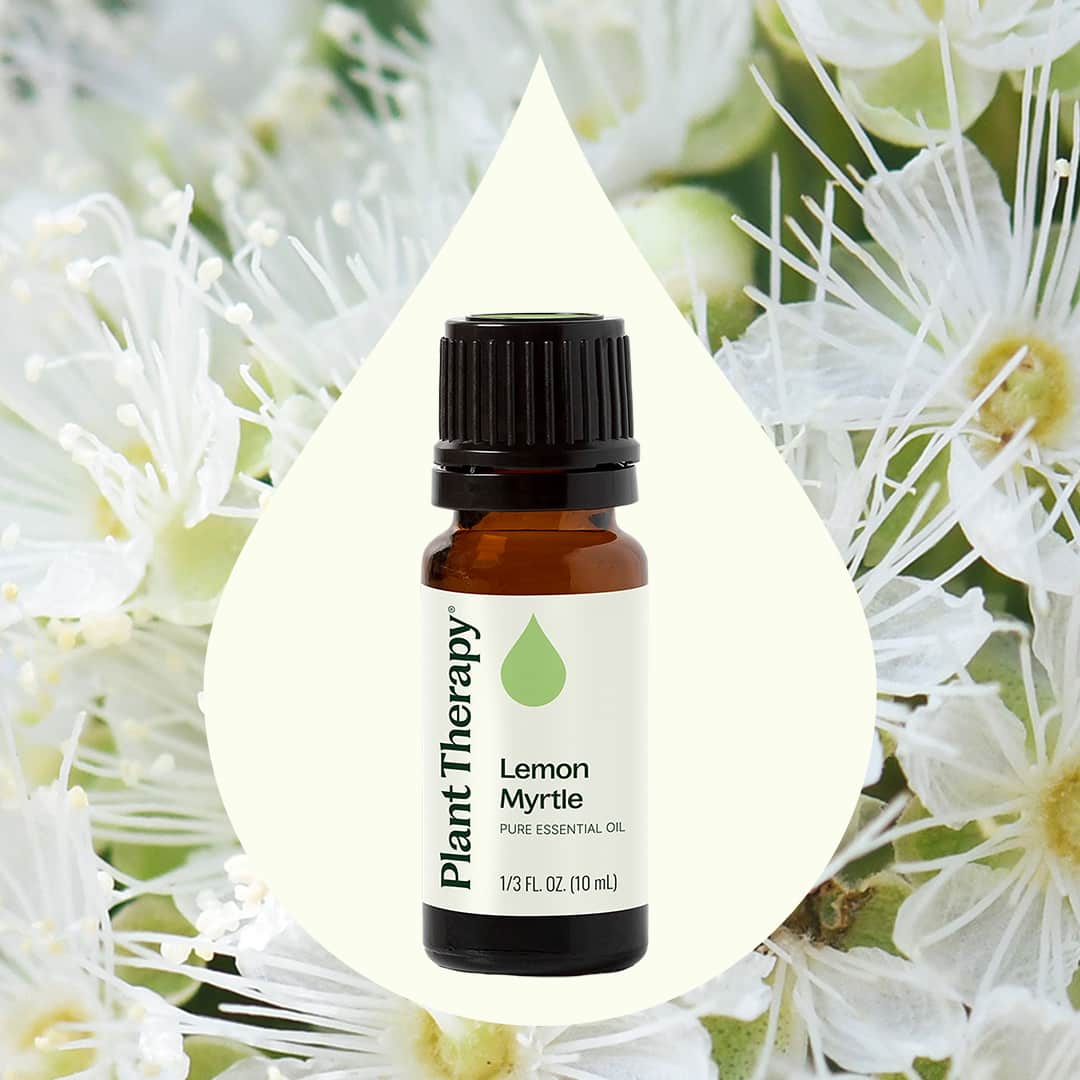 Lemon Myrtle Essential Oil - Image 2