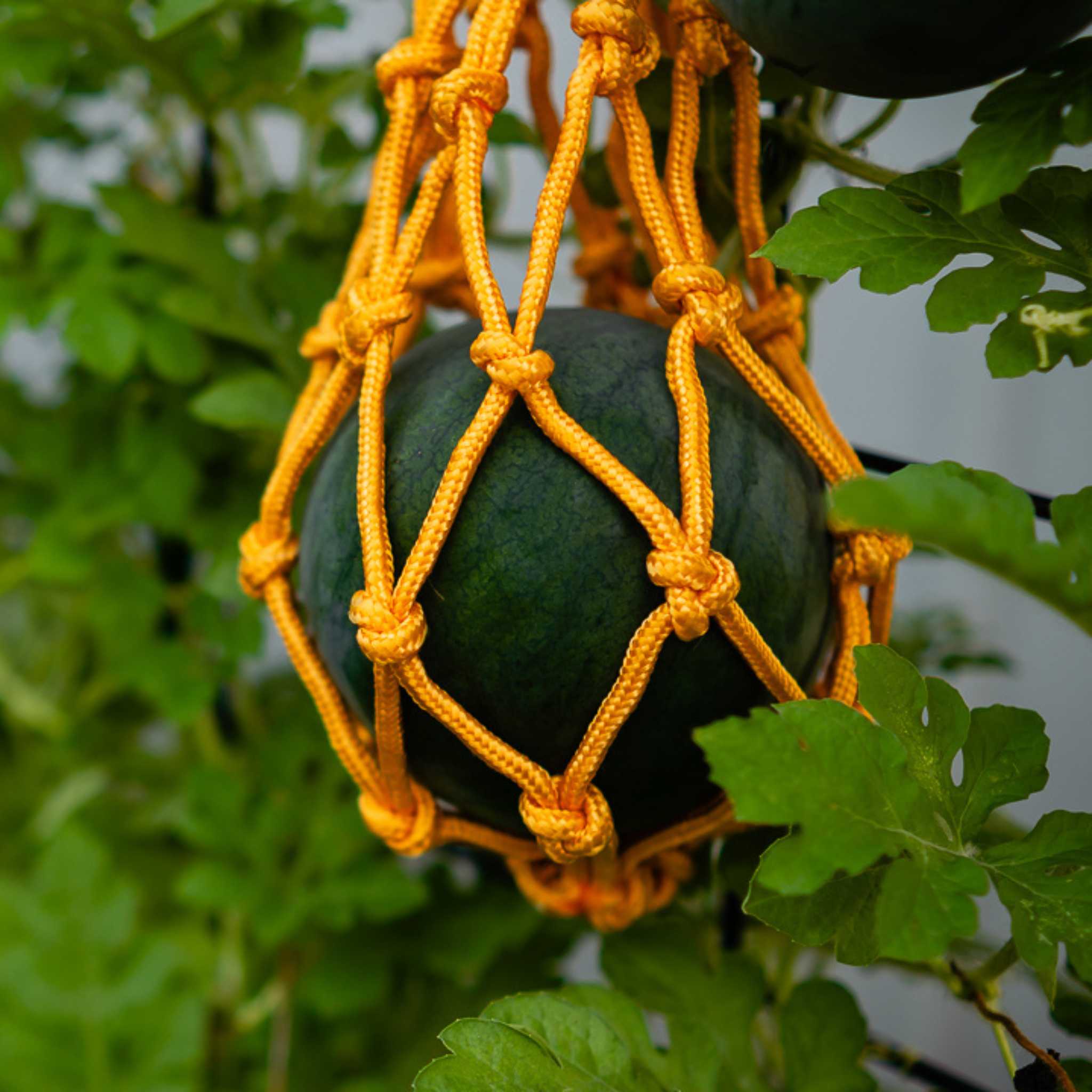 Melon Cradles - Image 4