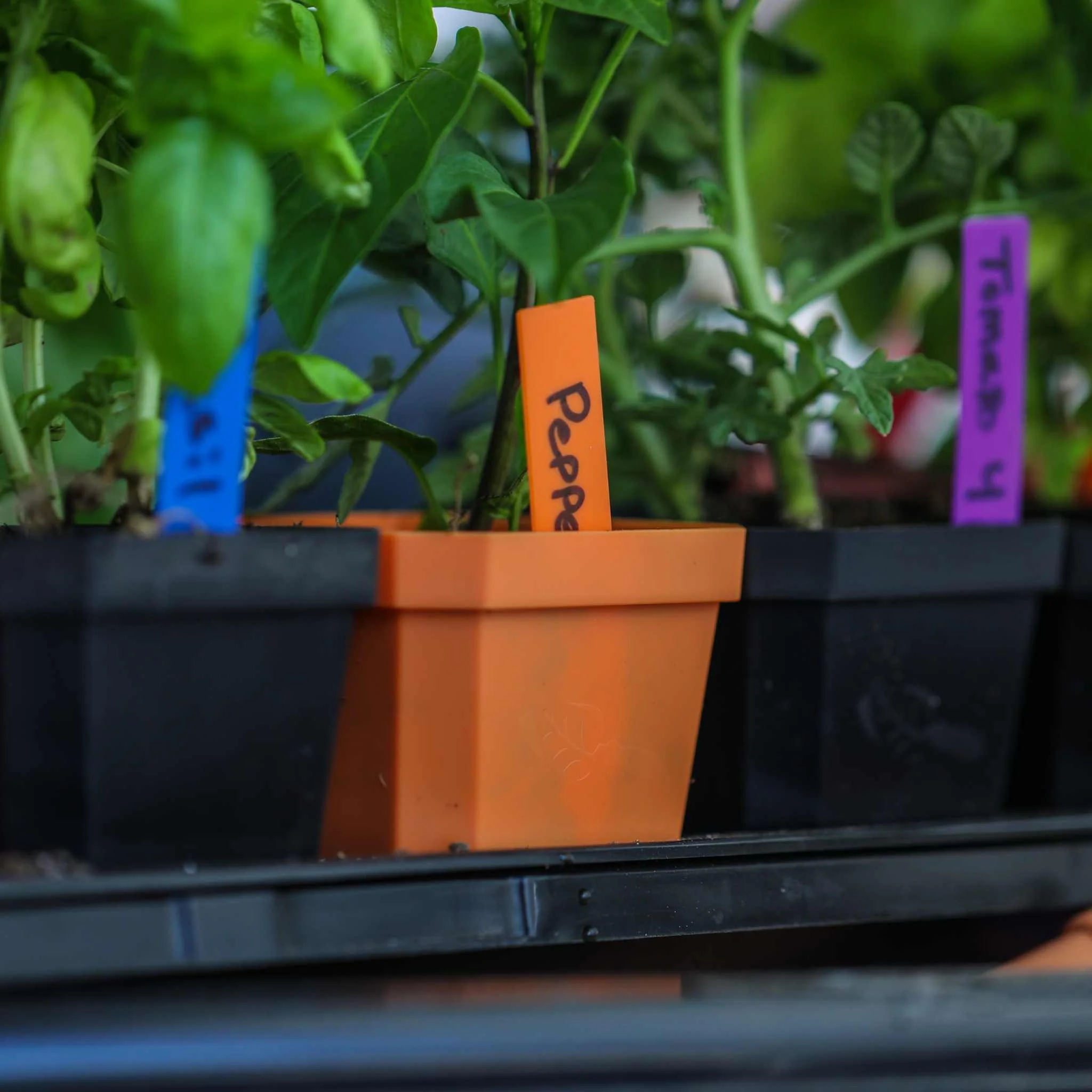 Multi-color Plant Labels | 100 count - Image 4