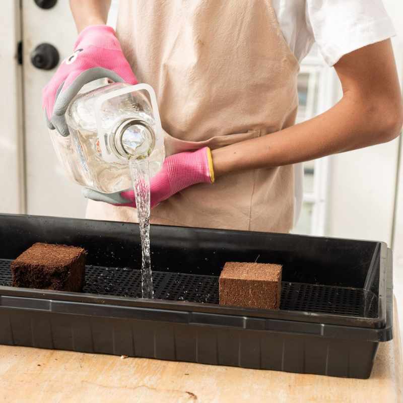 Mushroom Grow Kit - Image 2