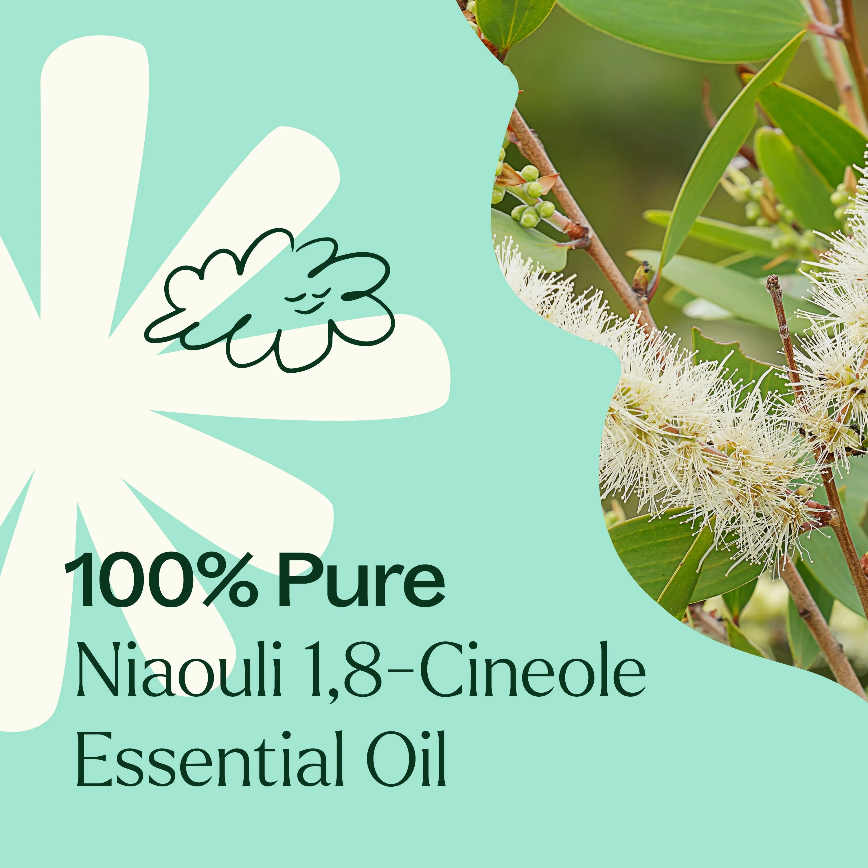 Niaouli 1,8-Cineole Essential Oil - Image 2