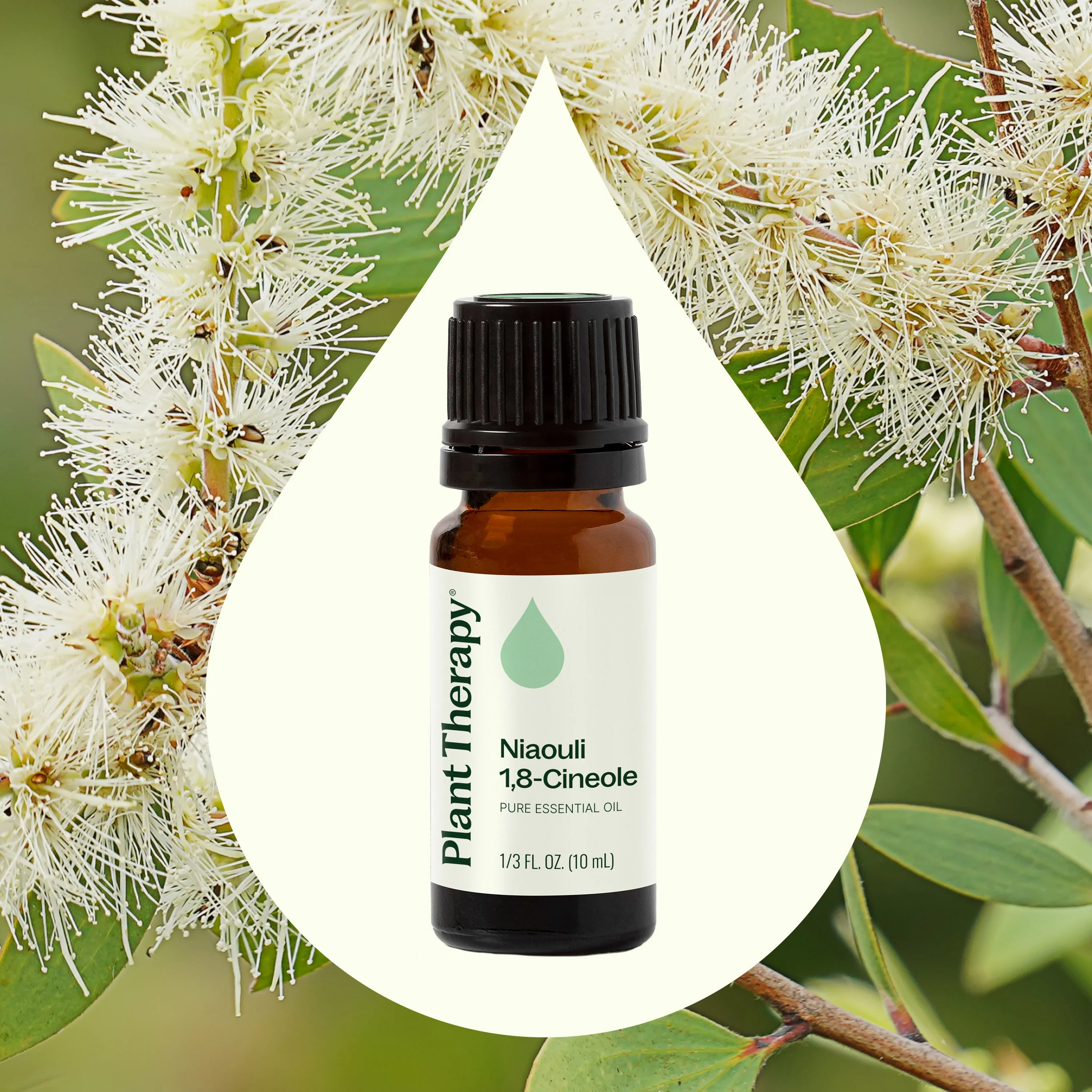 Niaouli 1,8-Cineole Essential Oil - Image 3