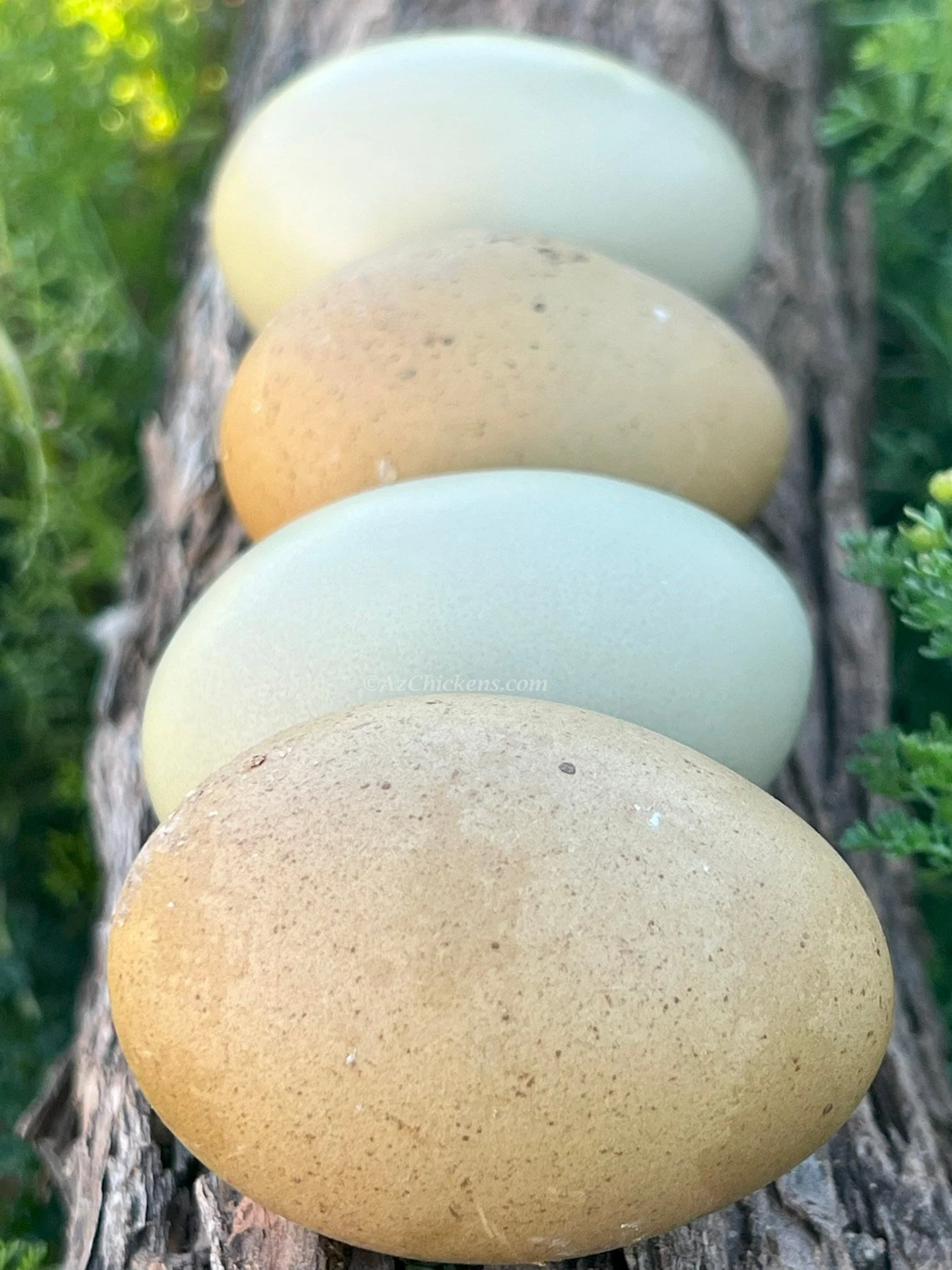 Olive Egger Chicks – Buy 10 + 5 Bonus Free (15 All-Female, Shipping Included) - Image 3
