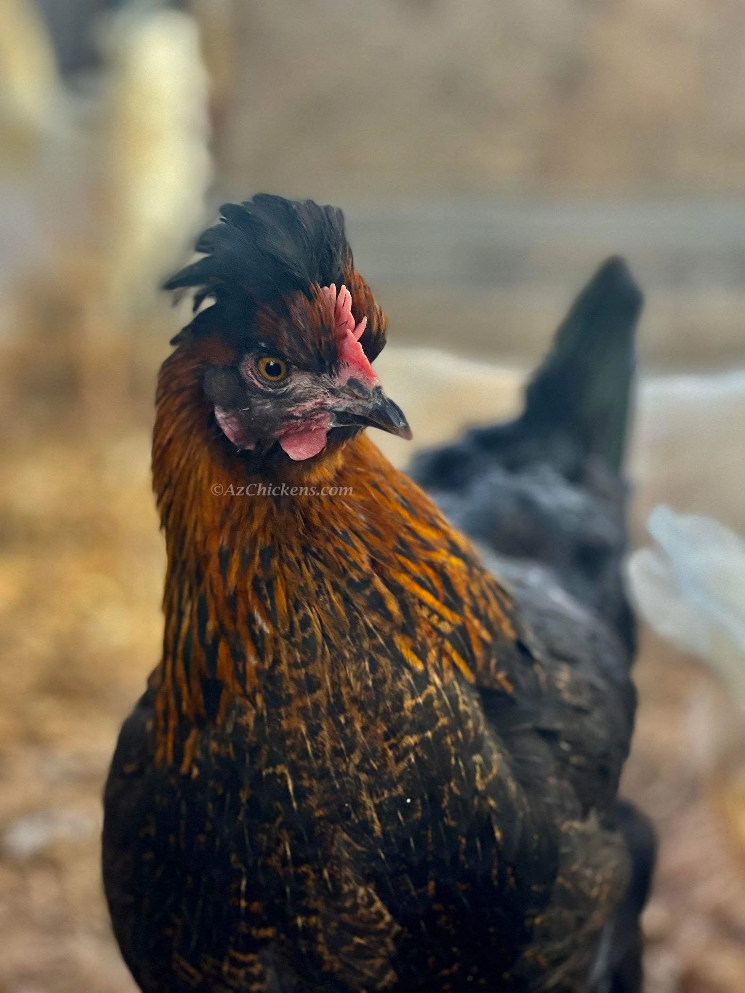 Olive Egger Chicks – Buy 10 + 5 Bonus Free (15 All-Female, Shipping Included) - Image 4