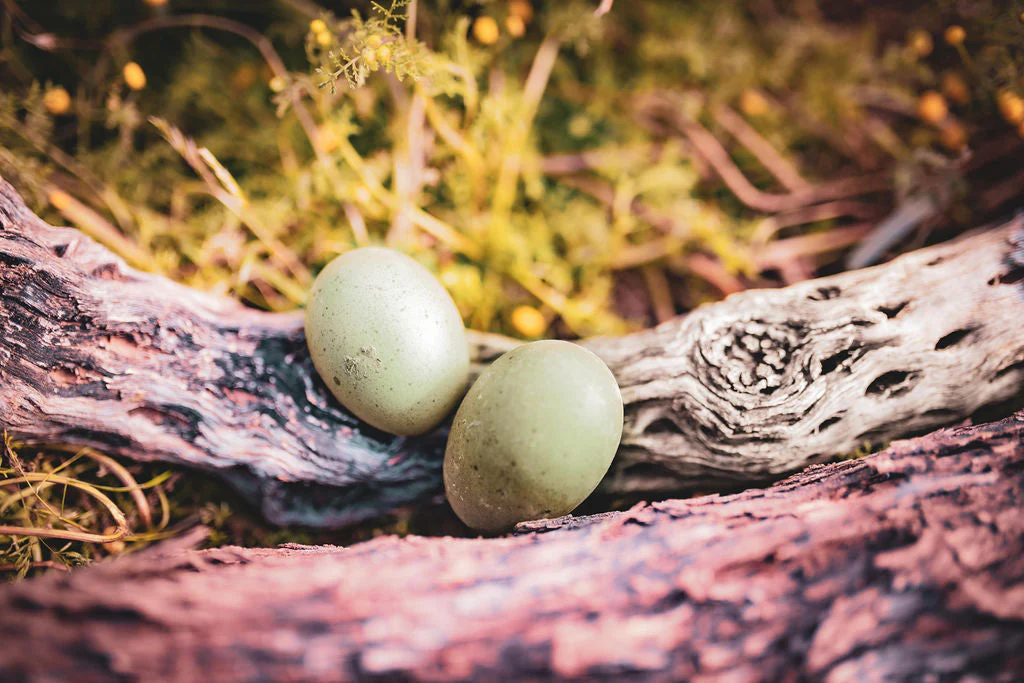 Olive Egger Chicks – Buy 10 + 5 Bonus Free (15 All-Female, Shipping Included) - Image 6