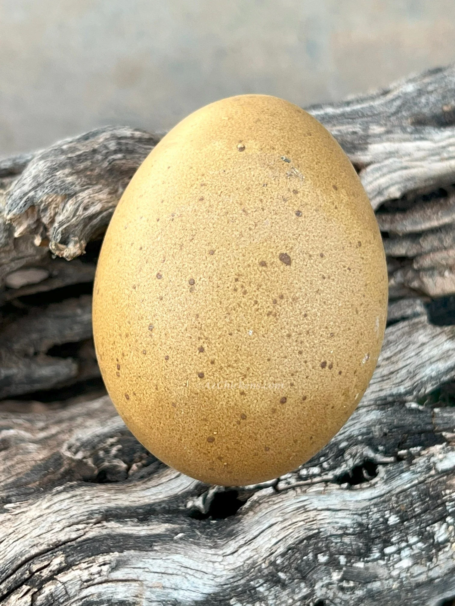Olive Egger Chicks – Buy 10 + 5 Bonus Free (15 All-Female, Shipping Included) - Image 8