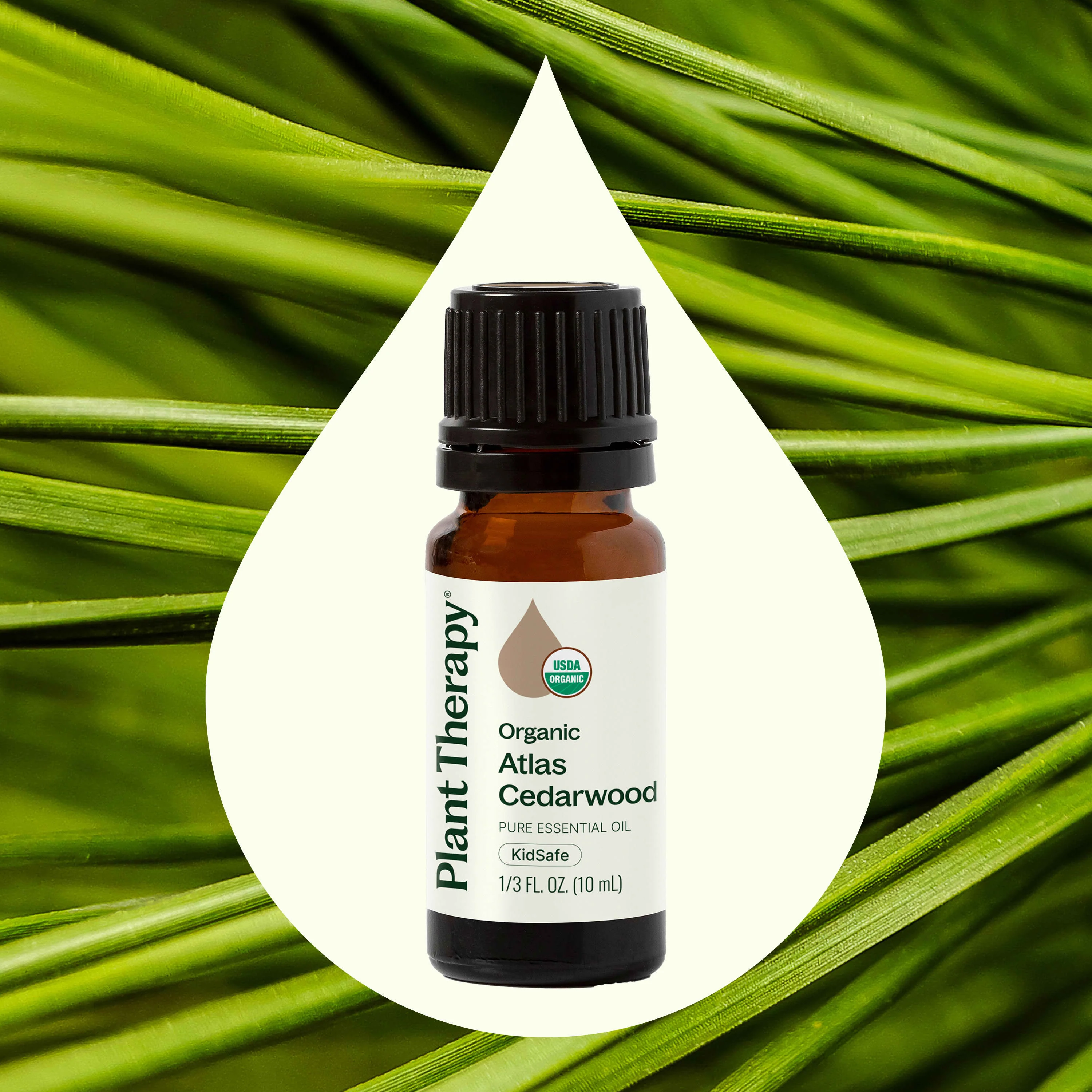 Organic Atlas Cedarwood Essential Oil - Image 2