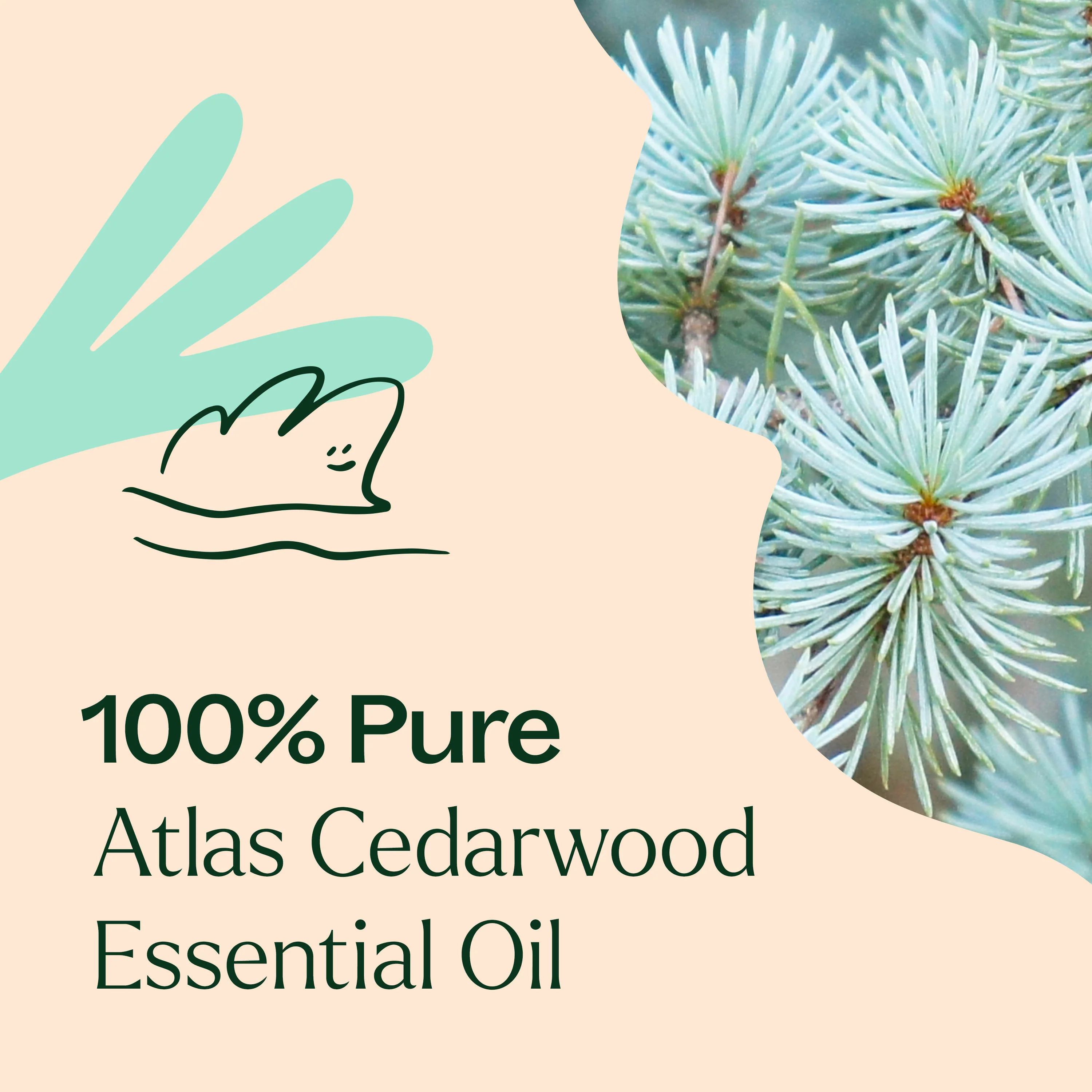 Organic Atlas Cedarwood Essential Oil - Image 4