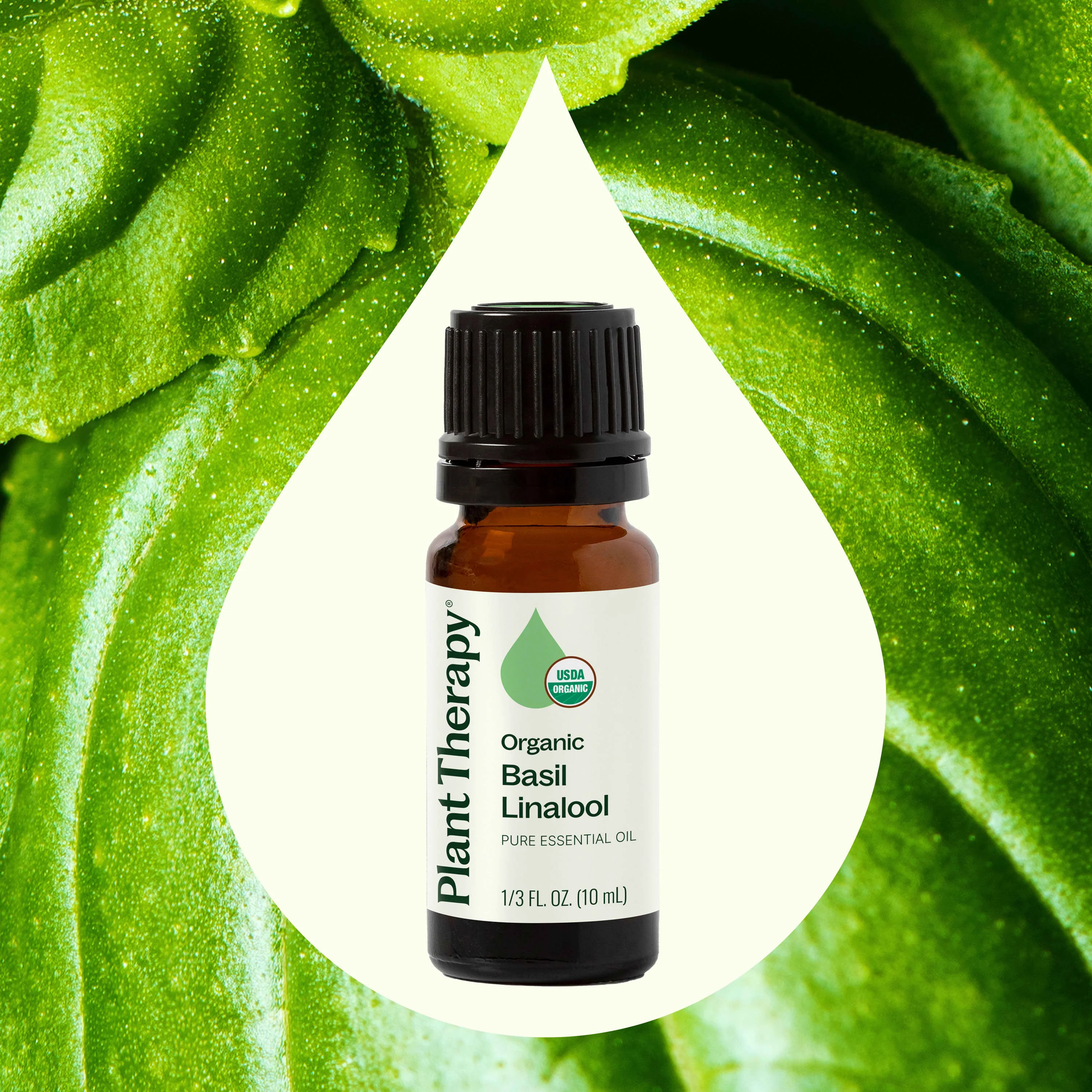 Organic Basil Linalool Essential Oil - Image 2