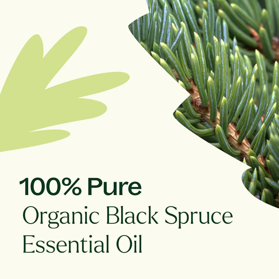 Organic Black Spruce Essential Oil - Image 5