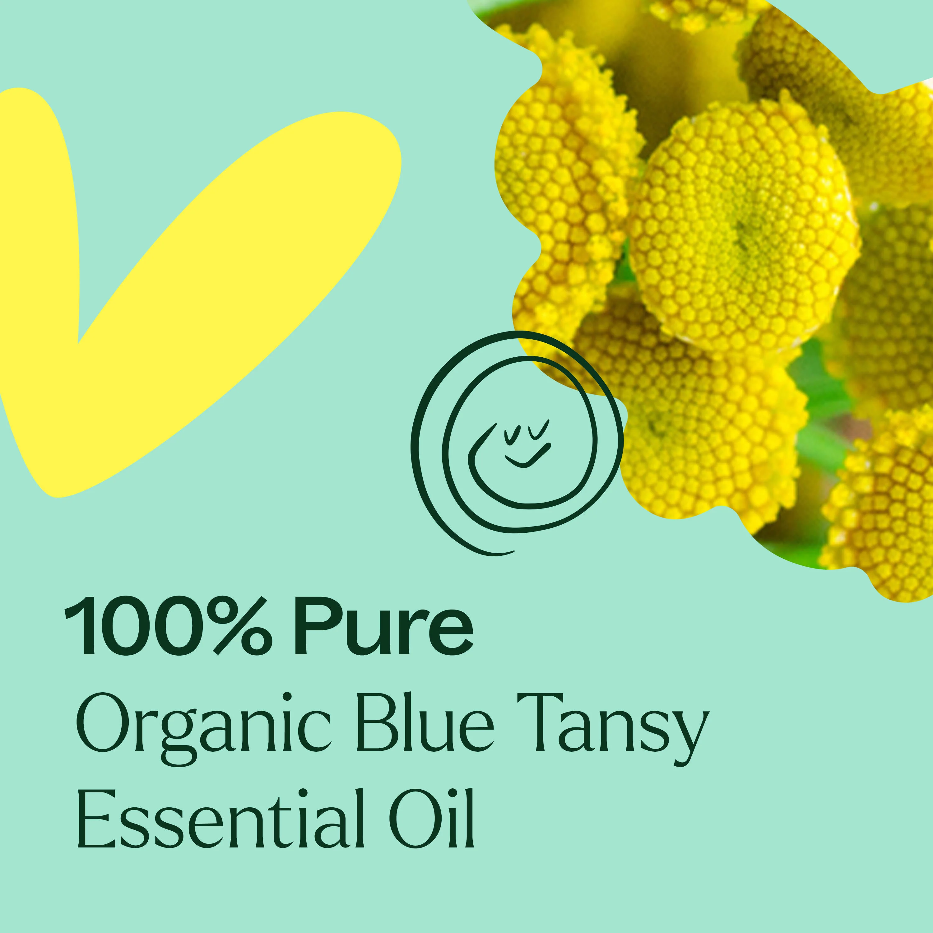 Organic Blue Tansy Essential Oil - Image 5