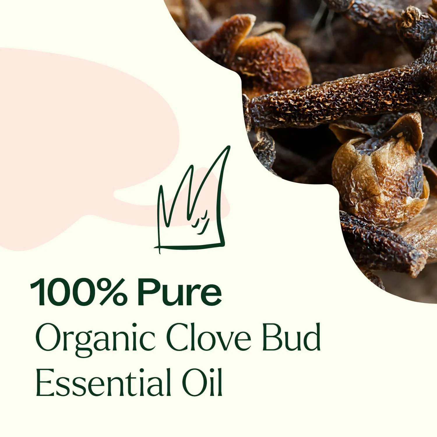 Organic Clove Bud Essential Oil - Image 4