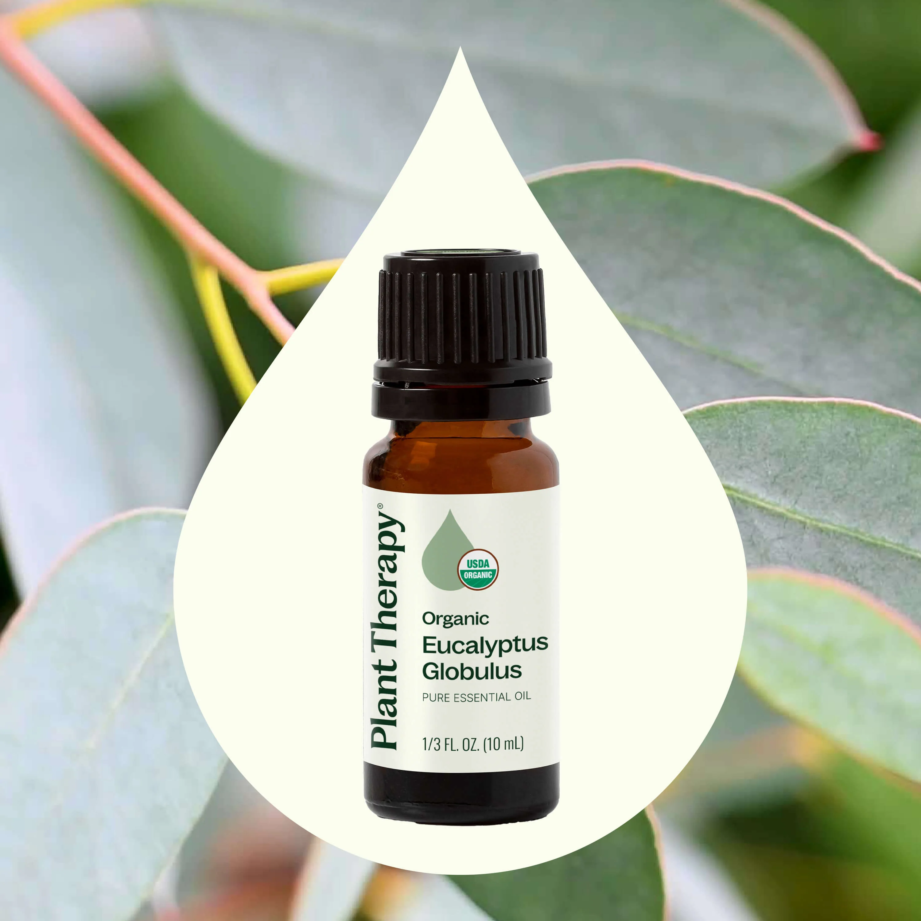 Organic Eucalyptus Globulus Essential Oil - Image 2