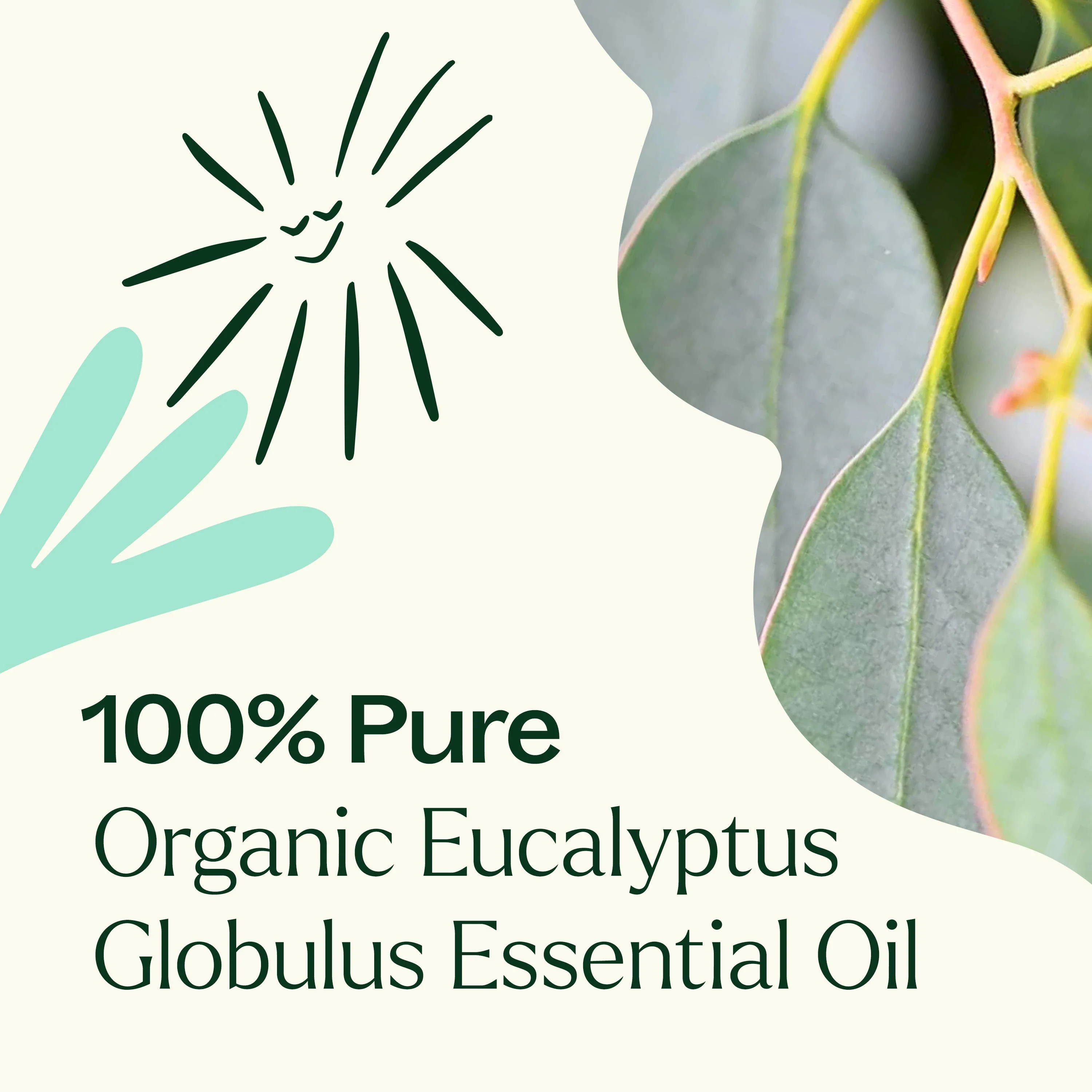Organic Eucalyptus Globulus Essential Oil - Image 5