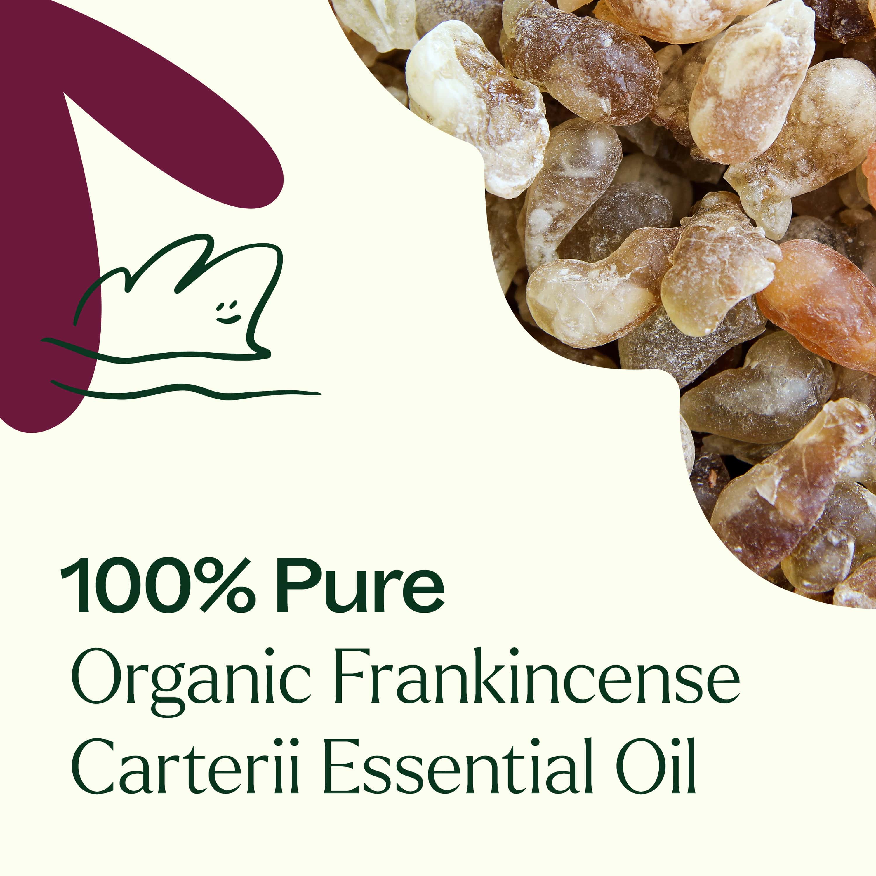 Organic Frankincense Carterii Essential Oil - Image 3
