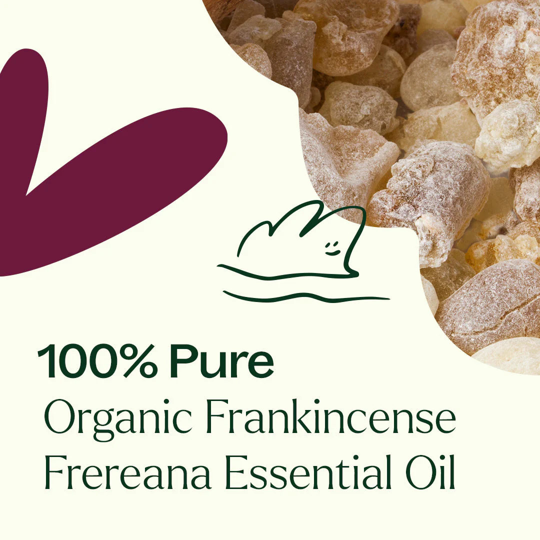 Organic Frankincense Frereana Essential Oil - Image 5