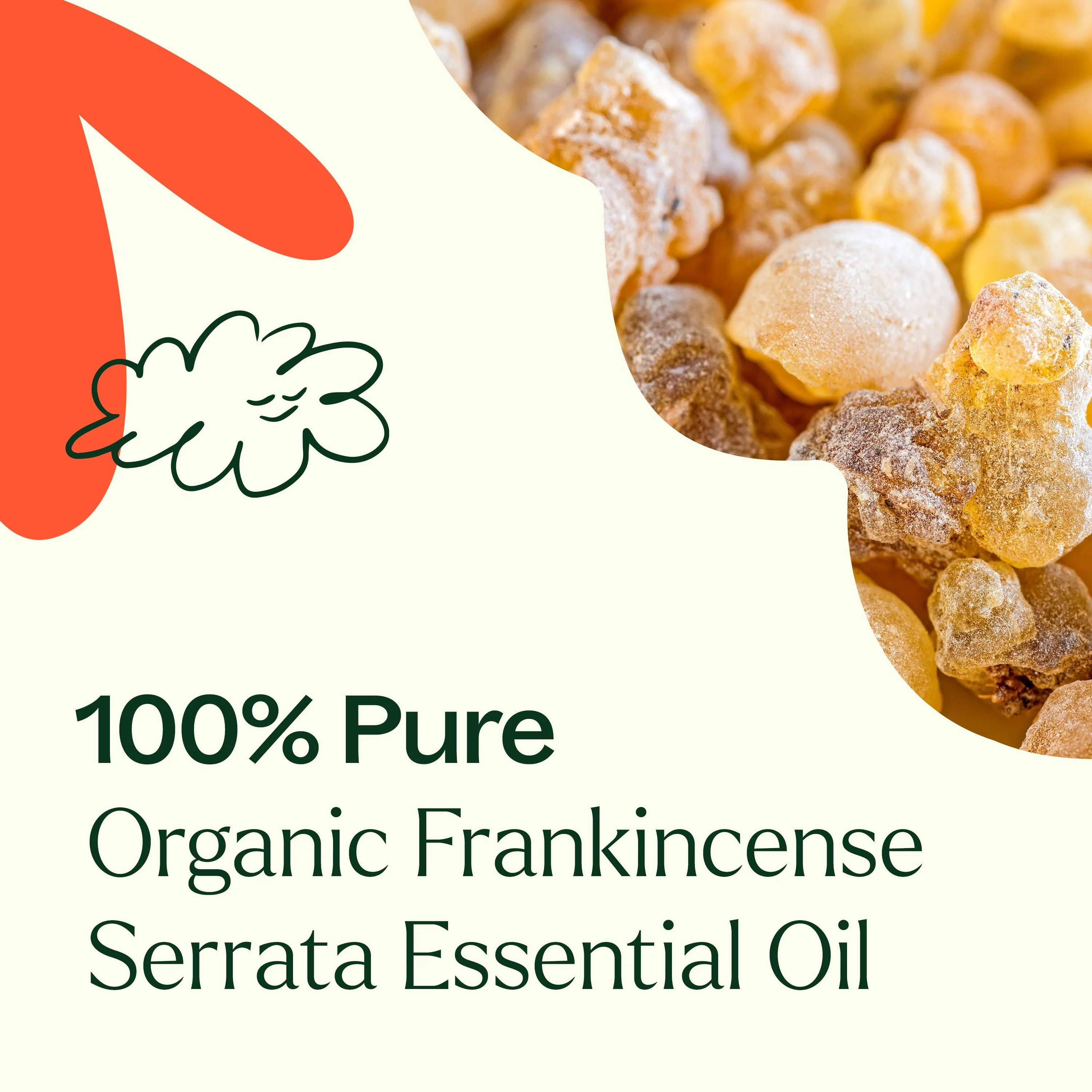 Organic Frankincense Serrata Essential Oil - Image 2