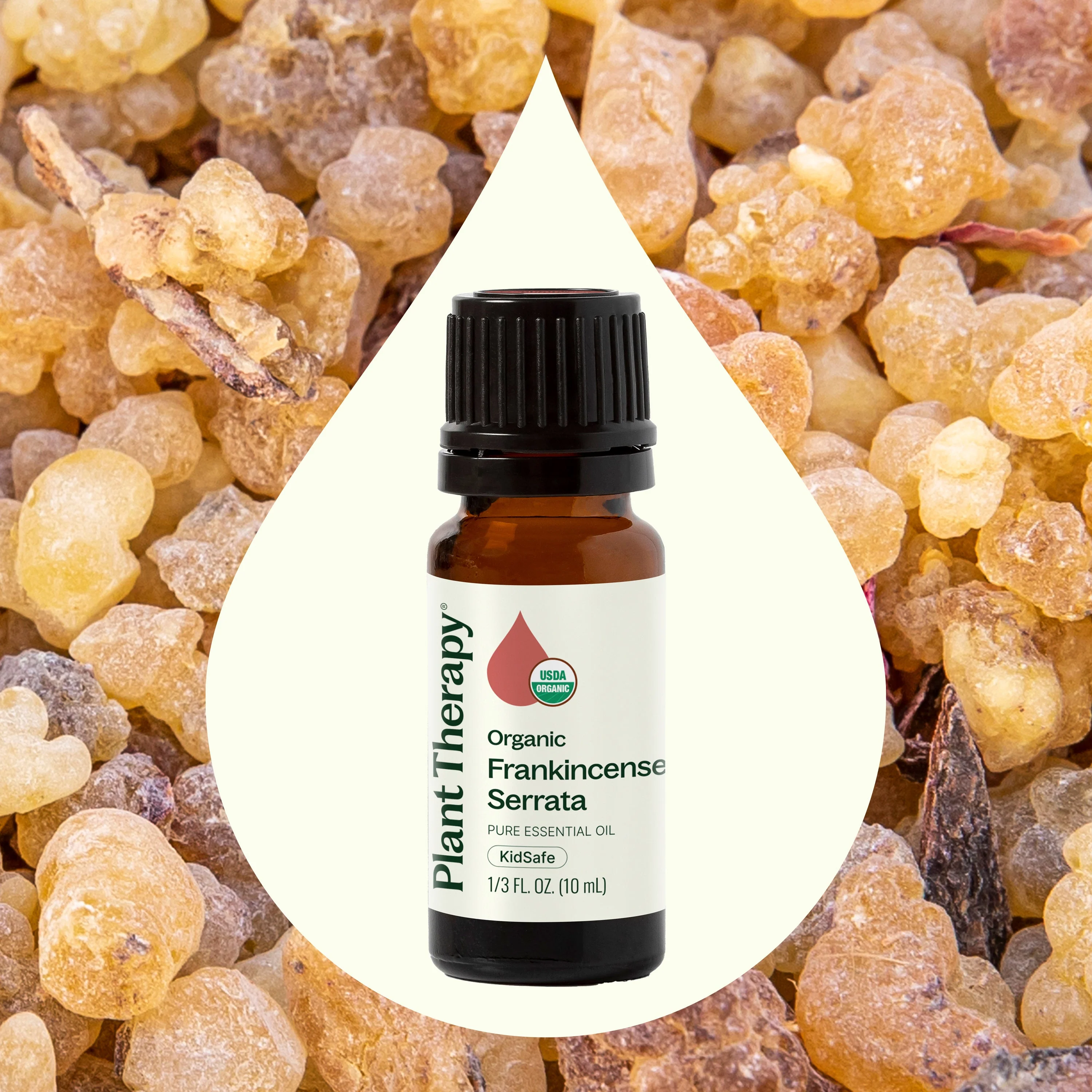 Organic Frankincense Serrata Essential Oil - Image 3