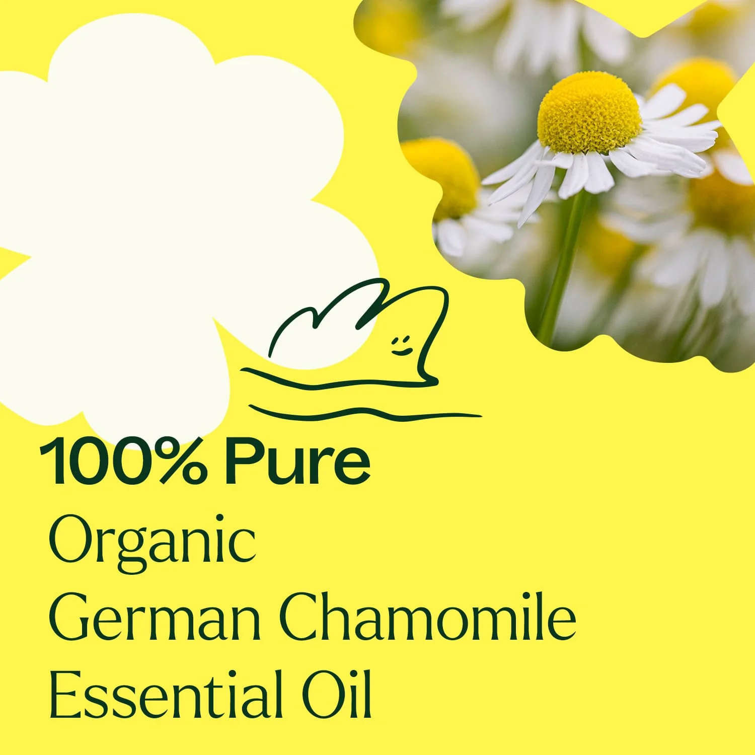 Organic German Chamomile Essential Oil - Image 4