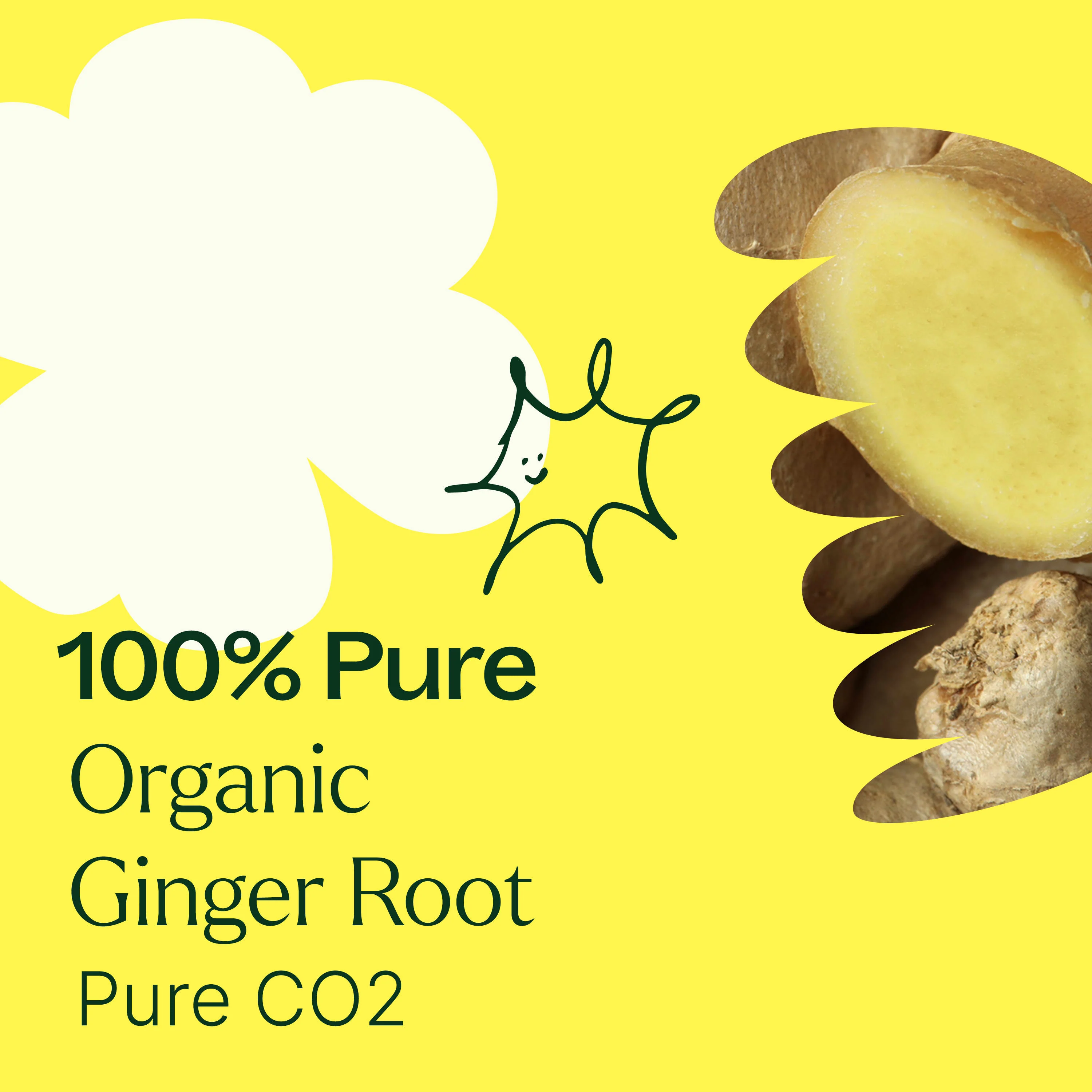 Organic Ginger Root CO2 - Image 5
