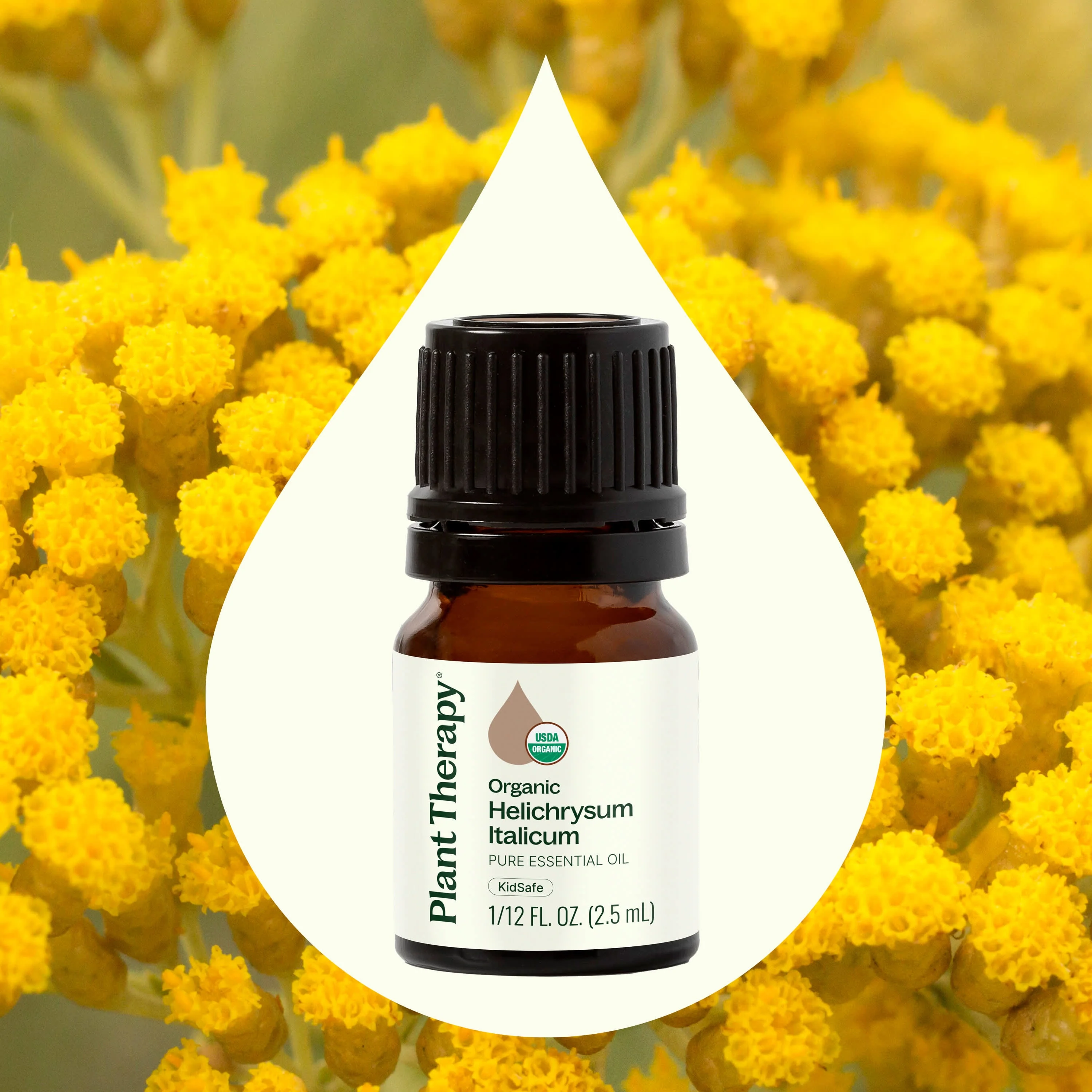 Organic Helichrysum Italicum Essential Oil - Image 2