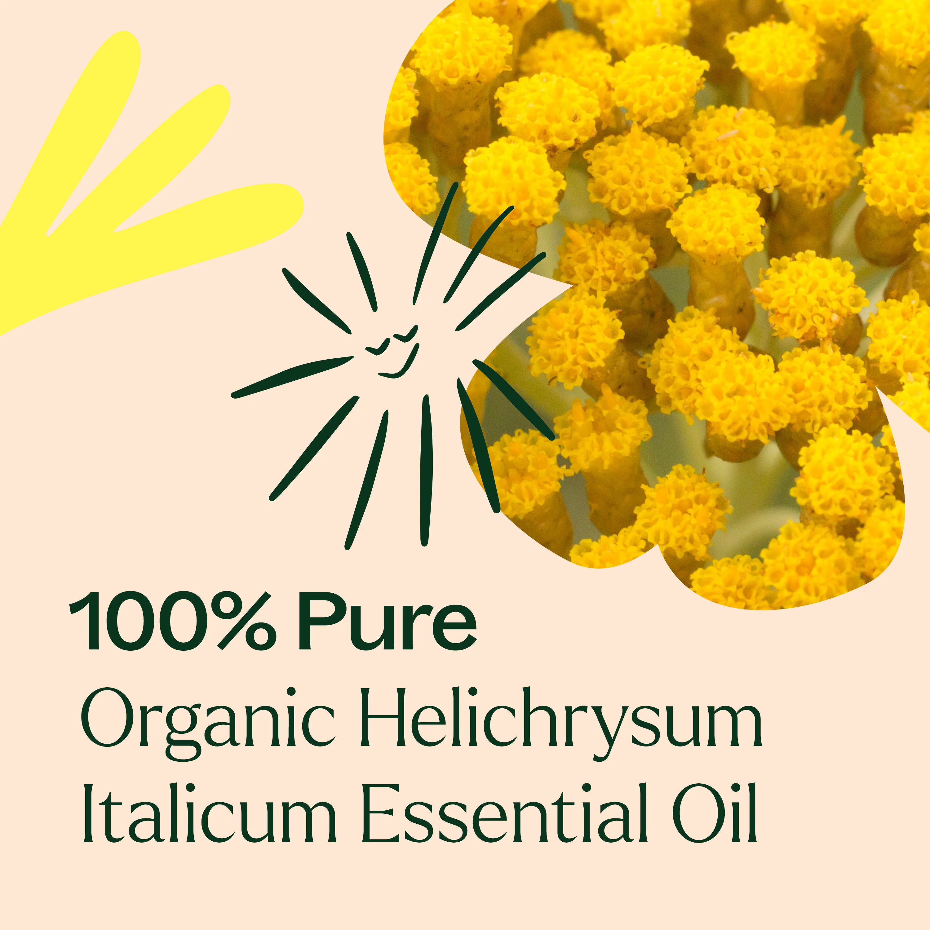 Organic Helichrysum Italicum Essential Oil - Image 4