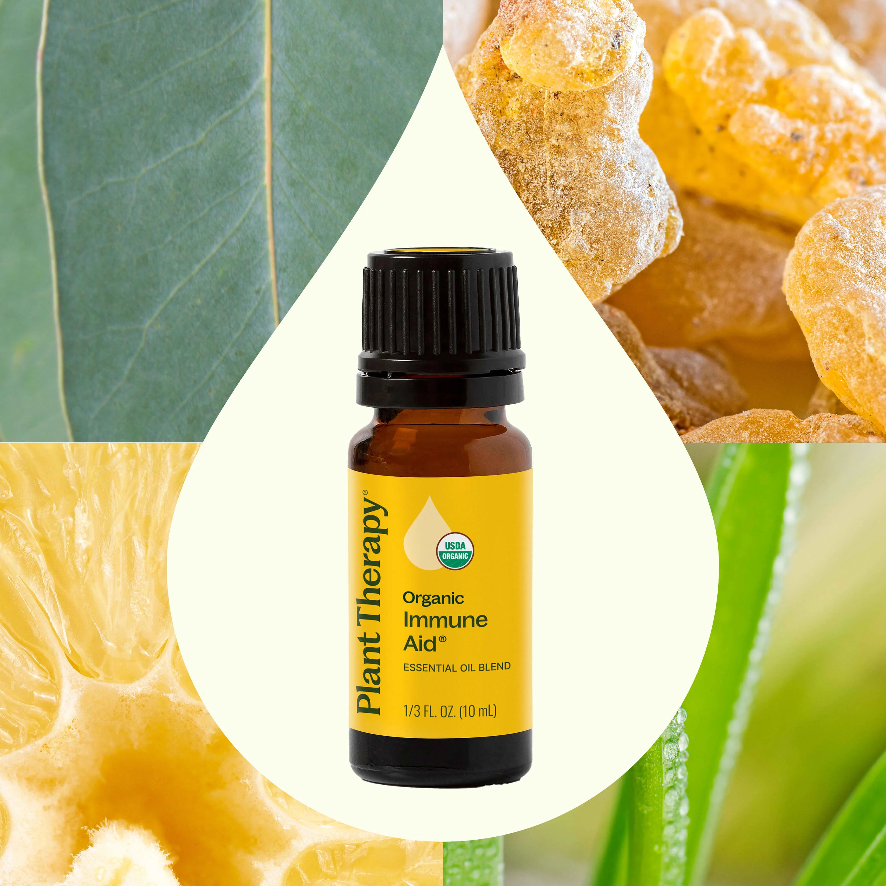 Organic Immune Aid Essential Oil Blend - Image 2