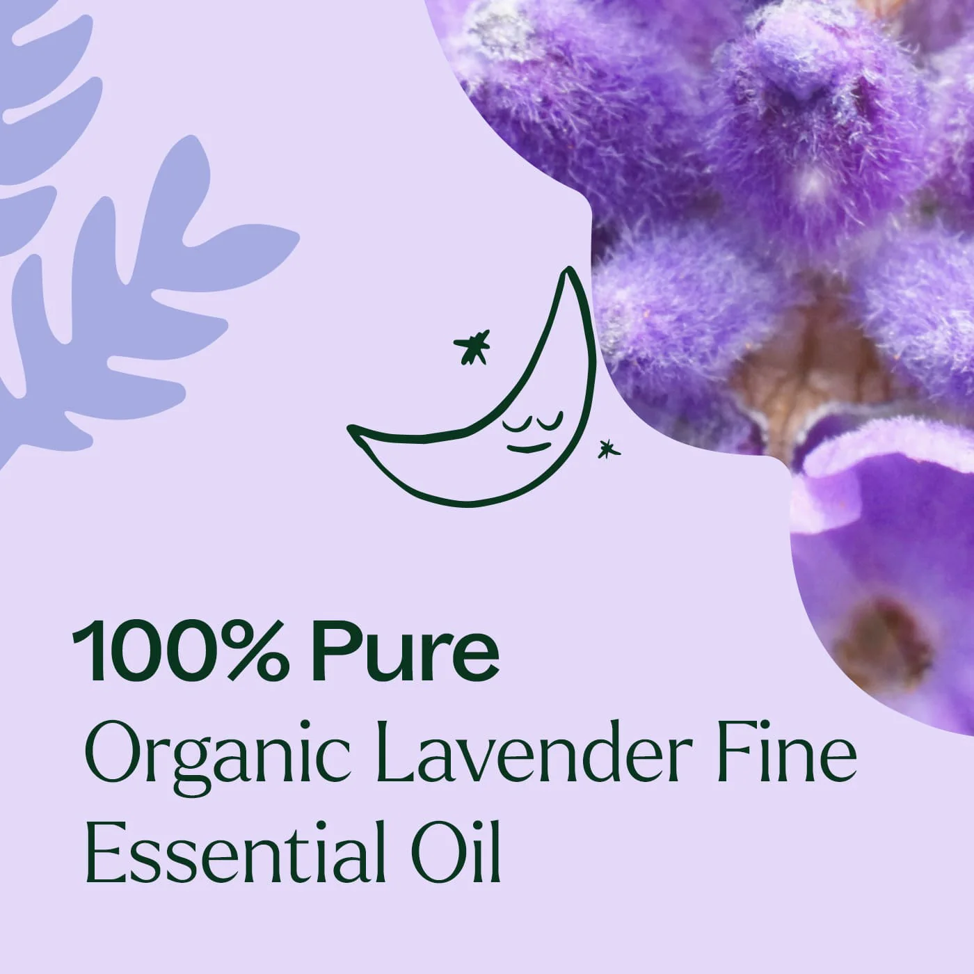 Organic Lavender Fine Essential Oil - Image 7